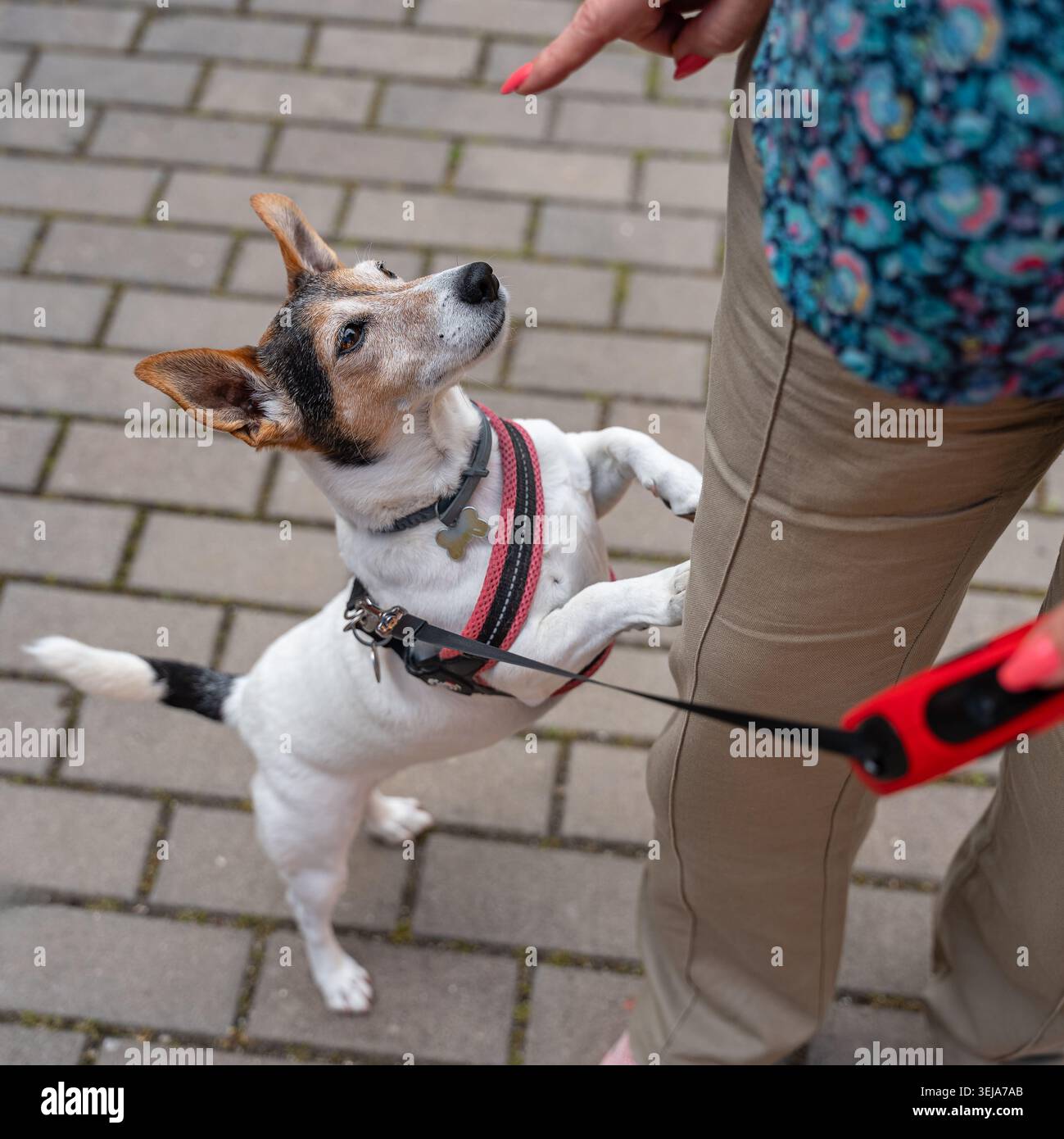 Donna che allena un piccolo cane Jack Russell per obbedire ai suoi comandi Foto Stock