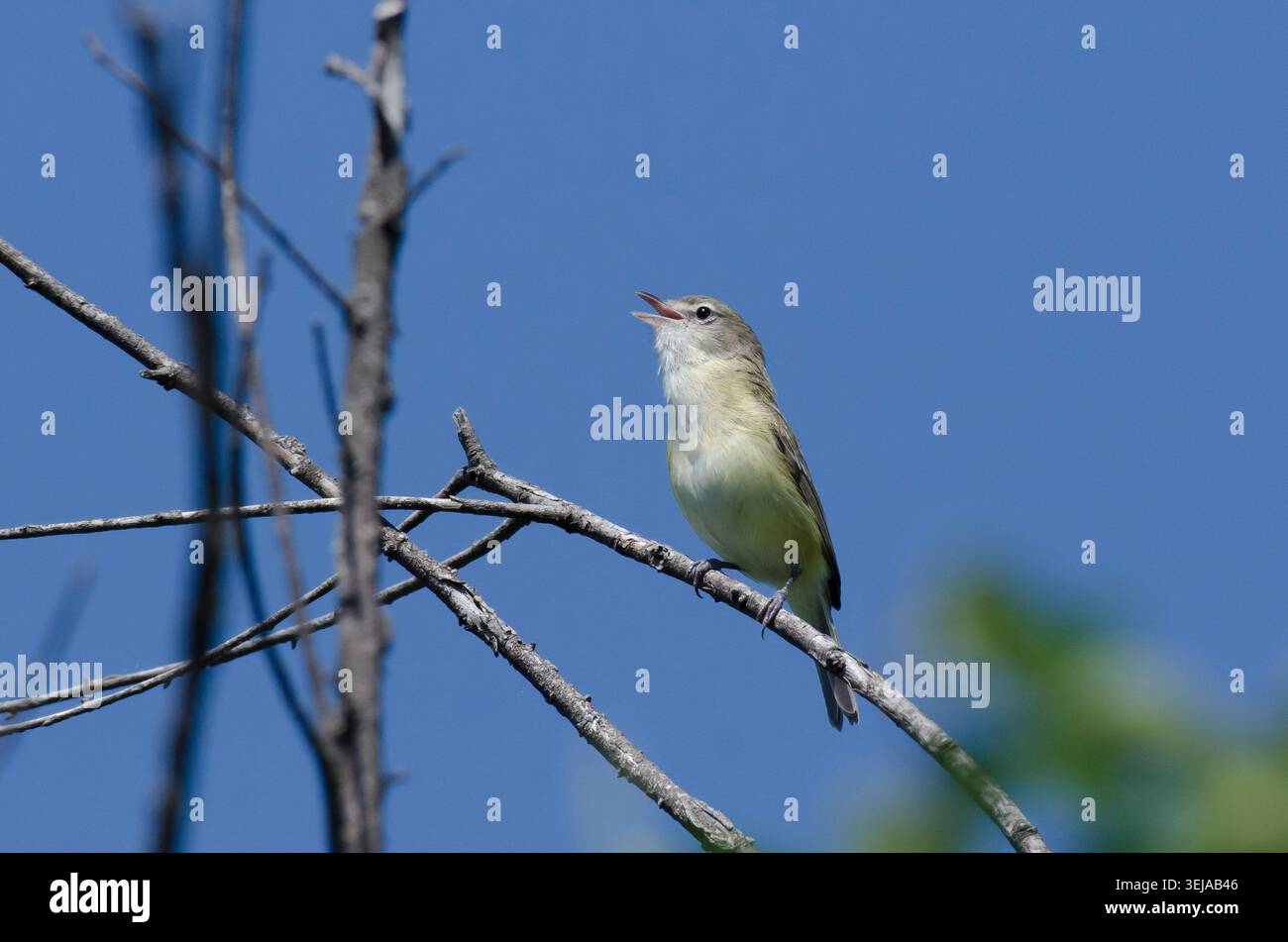 Bell è Vireo, Vireo bellii, canta Foto Stock