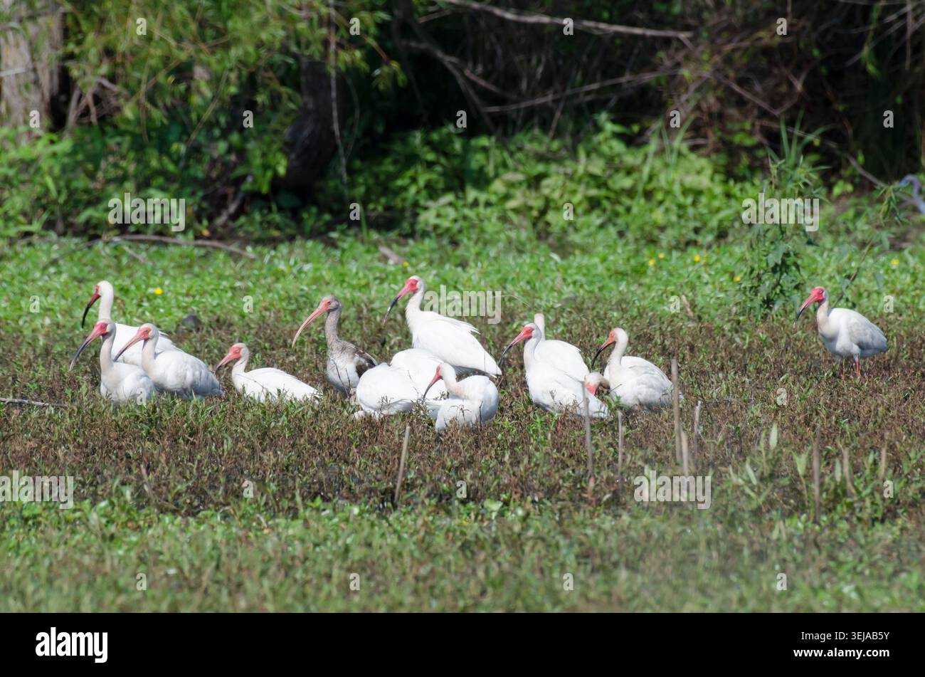 Bianco, Ibis Eudocimus albus Foto Stock