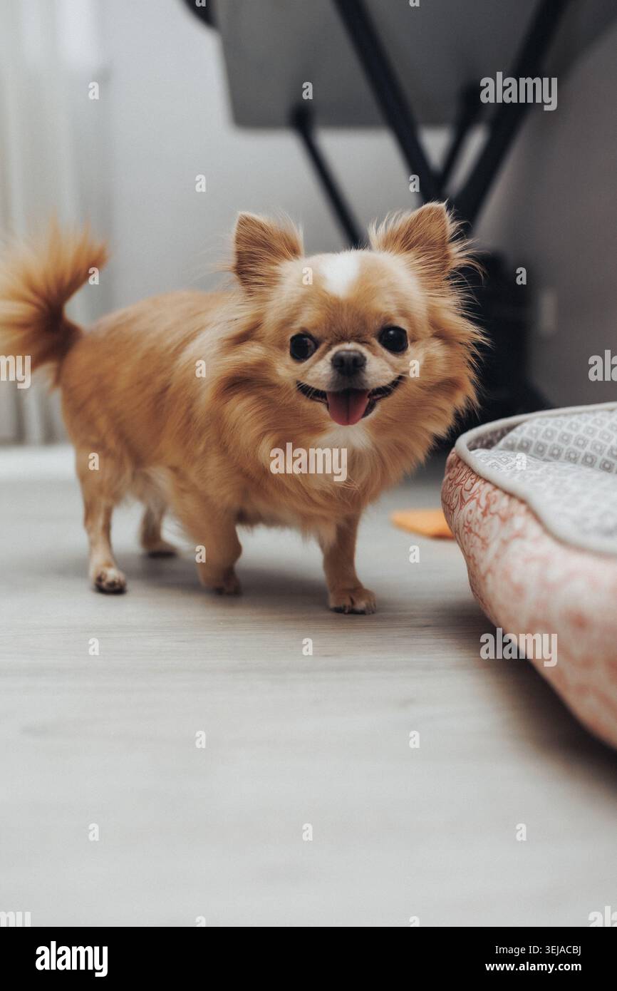 Piccolo cane con orecchie soffici e sorrisi dalla coda Foto Stock
