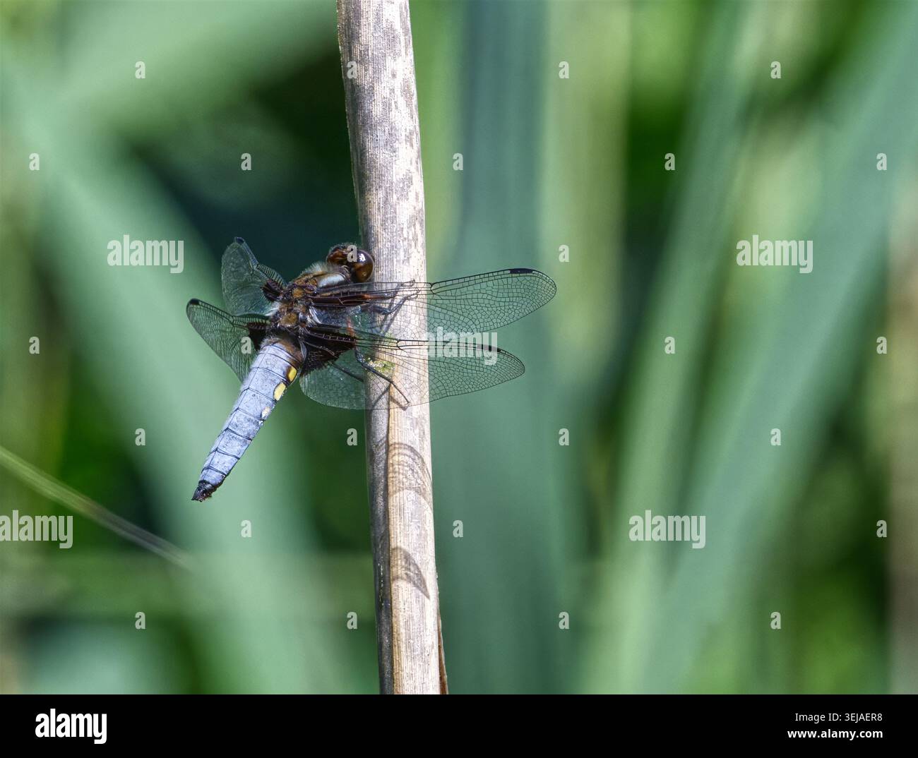 un inseguitore dal corpo largo, una libellula su stelo Foto Stock
