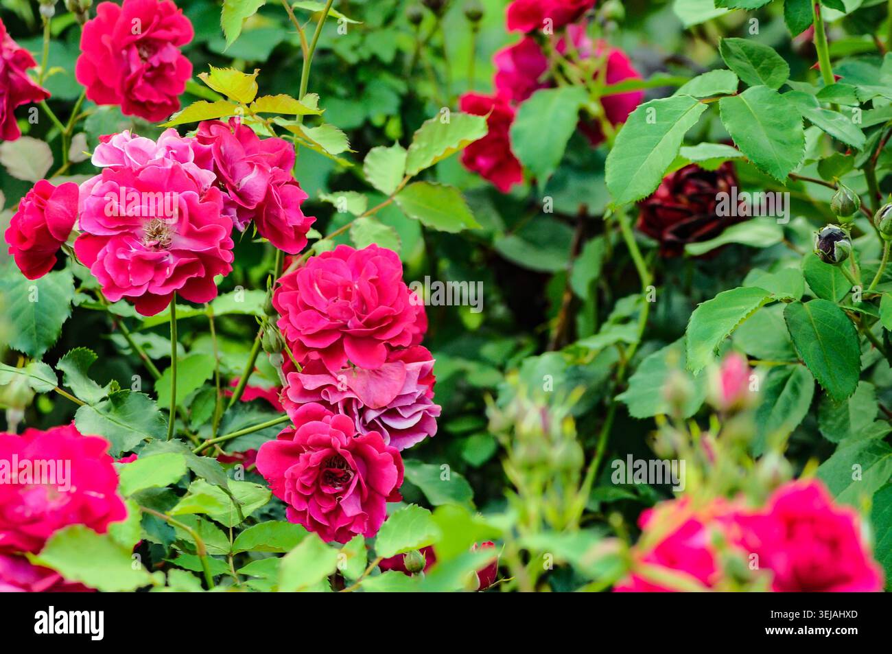 Lussureggiante rosa rosa cespuglio in piena fioritura con foglie verdi. Giardino naturale con sfondo floreale vivace e texture ricca. Foto Stock