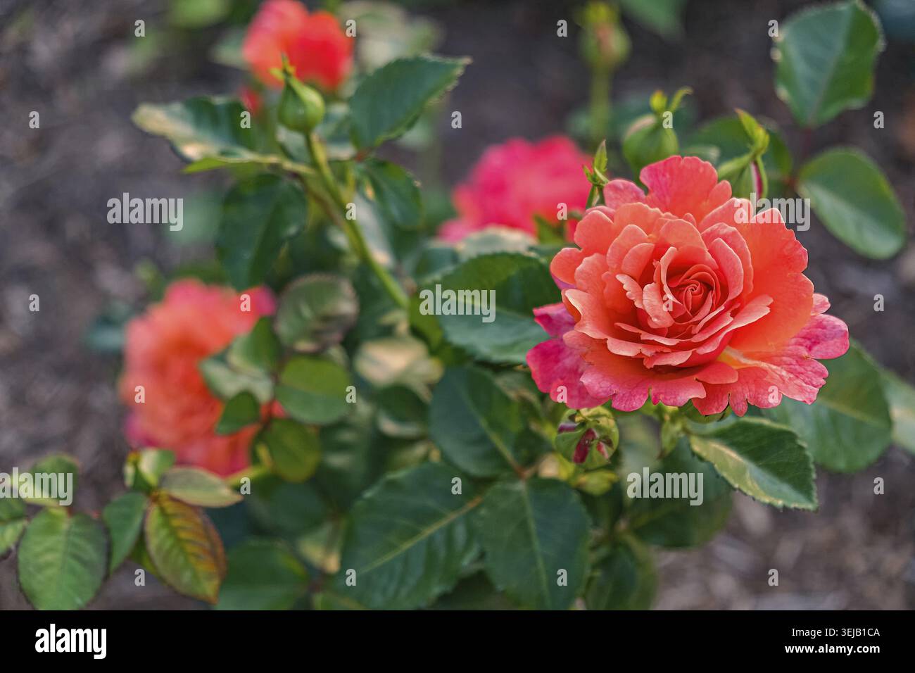 Un primo piano di splendide rose arancioni in piena fioritura Foto Stock