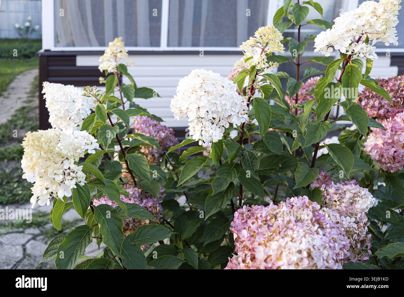 Lussuosa e enorme luce Limelight di Hydrangea paniculata bianca e rosa nel primo piano del giardino Foto Stock