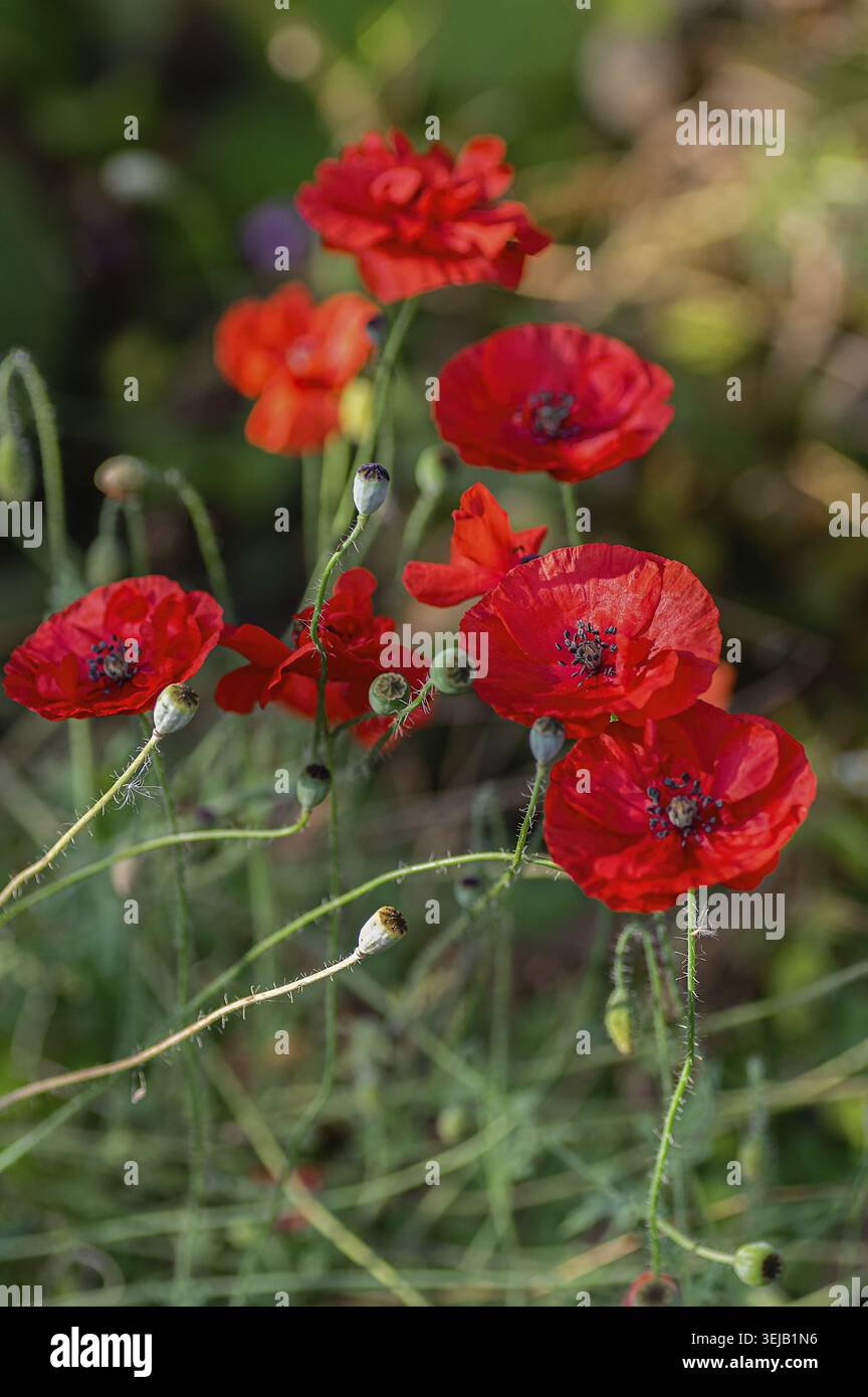 Vivaci papaveri rossi in fiore che mostrano la bellezza naturale. Ritaglio verticale Foto Stock