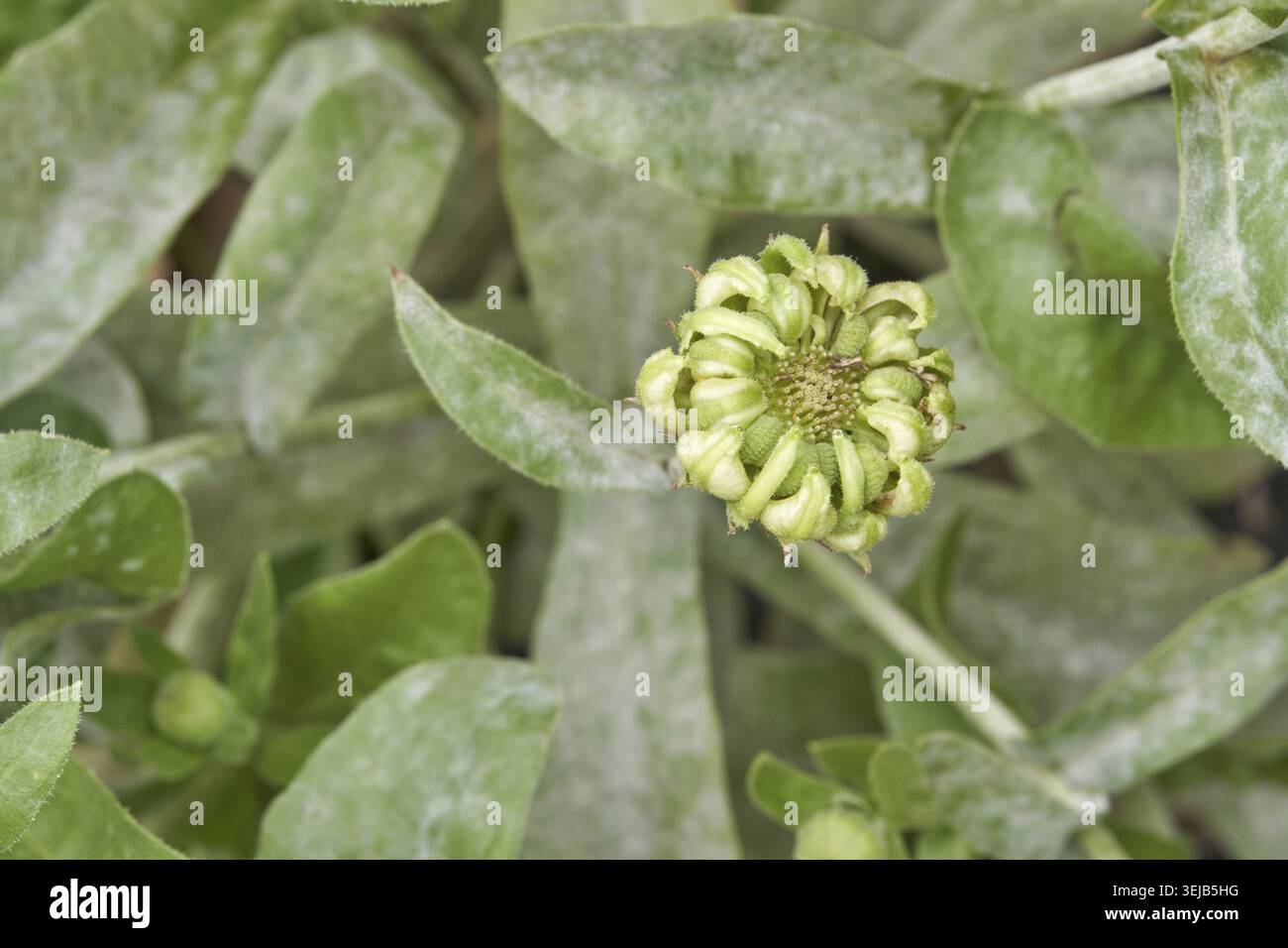 Primo piano di zinnia gemma intatta tra foglie verdi lussureggianti in un ambiente giardino Foto Stock