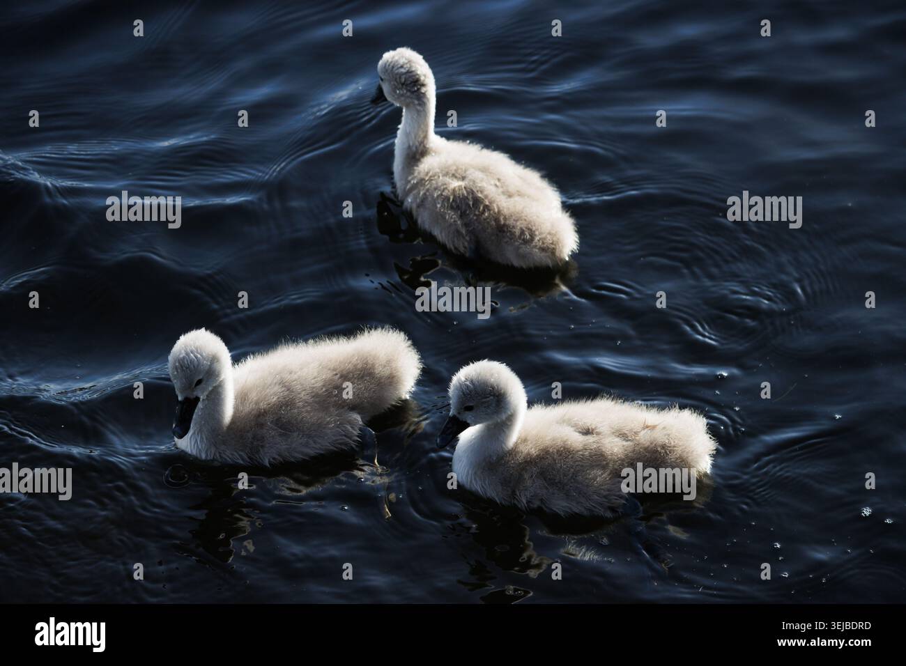 Tre soffici cignetti grigi che nuotano sull'acqua scura dello stagno Foto Stock