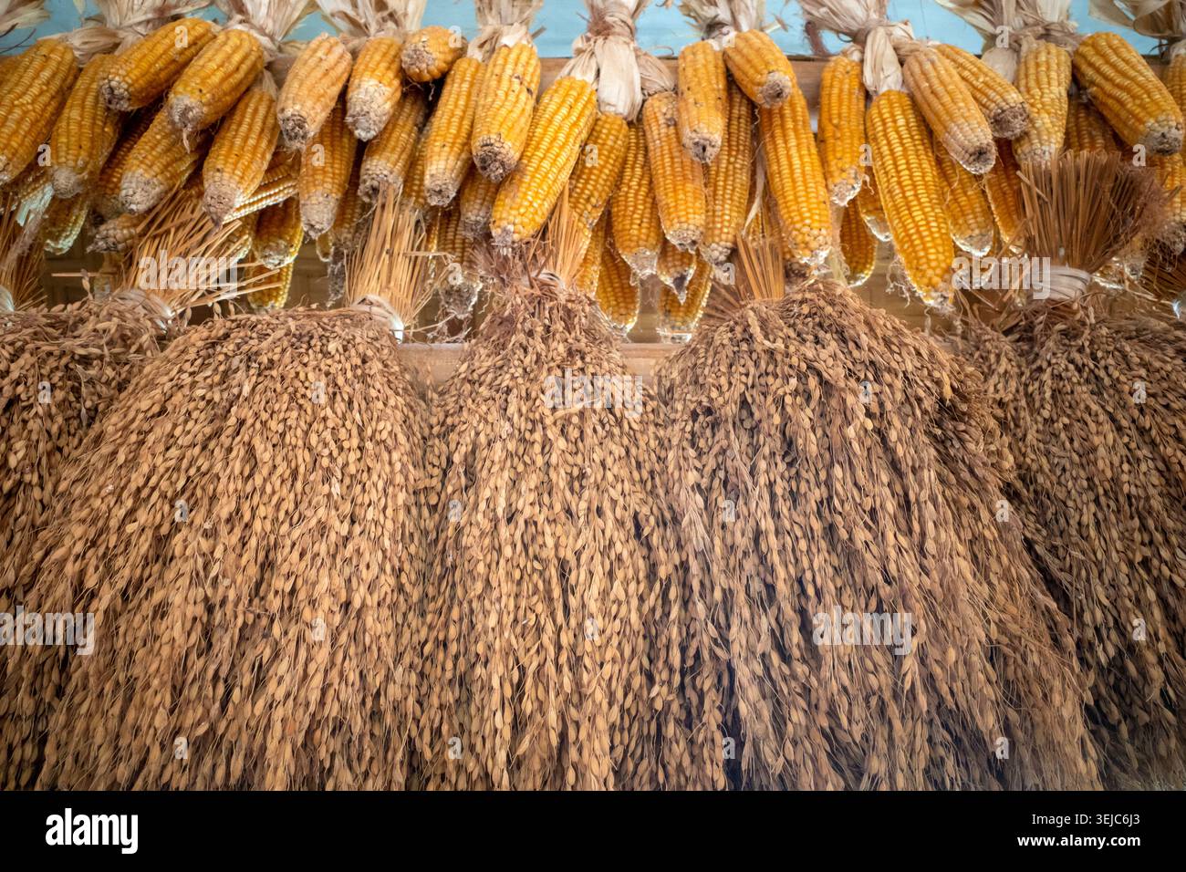 Un metodo tradizionale a Giava, Indonesia, per immagazzinare e appendere raccolti secchi di riso e mais in tradizionali granai di riso o in una casa. Foto Stock