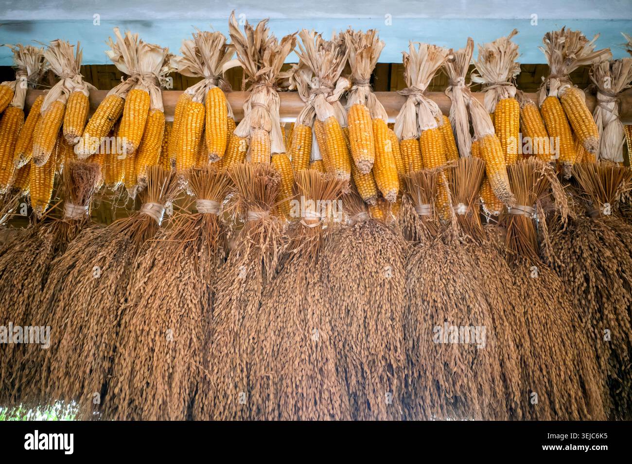 Un metodo tradizionale a Giava, Indonesia, per immagazzinare e appendere raccolti secchi di riso e mais in tradizionali granai di riso o in una casa. Foto Stock