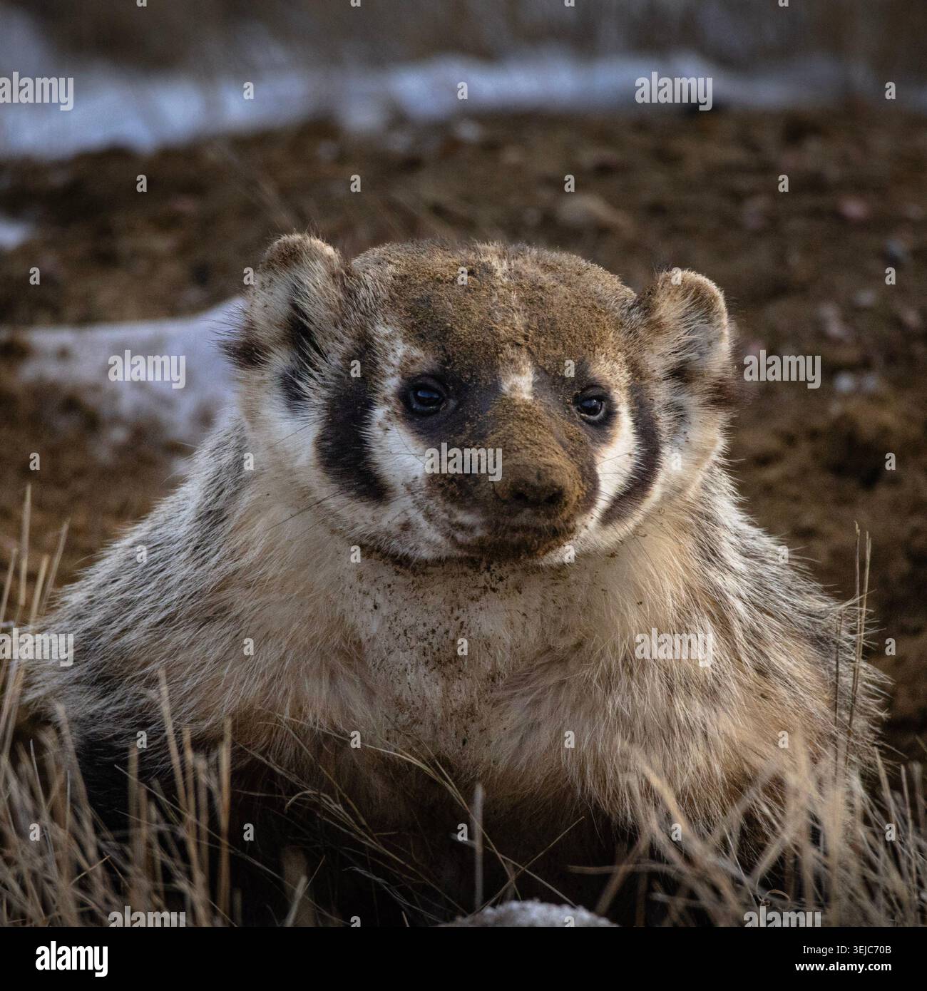 American Badger in Natural Habitat - Fotografia della fauna selvatica da vicino Foto Stock