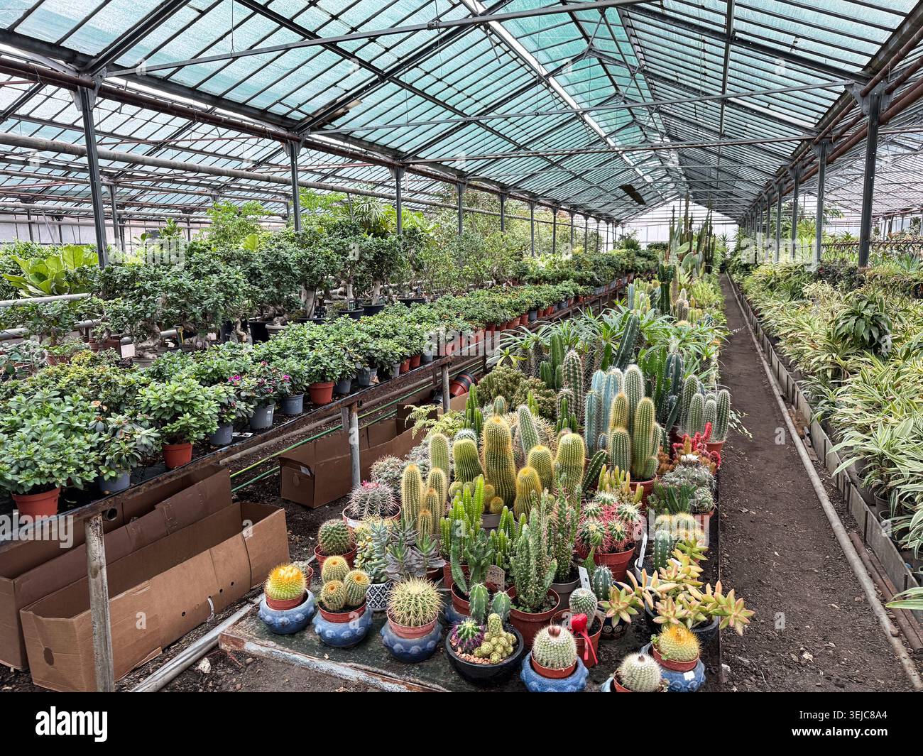 Interno della serra con molti cactus verdi e succulenti Foto Stock