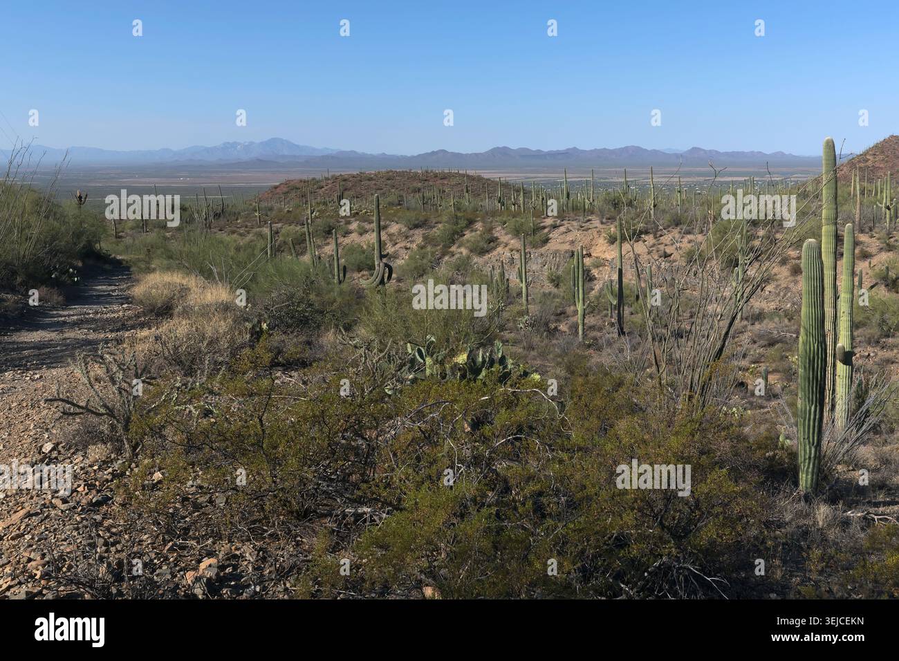 Alte saguaro e fitti arbusti desertici coprono dolci colline lungo un sentiero sterrato sotto montagne lontane, Parco Nazionale dei Saguaro, Arizona, USA Foto Stock