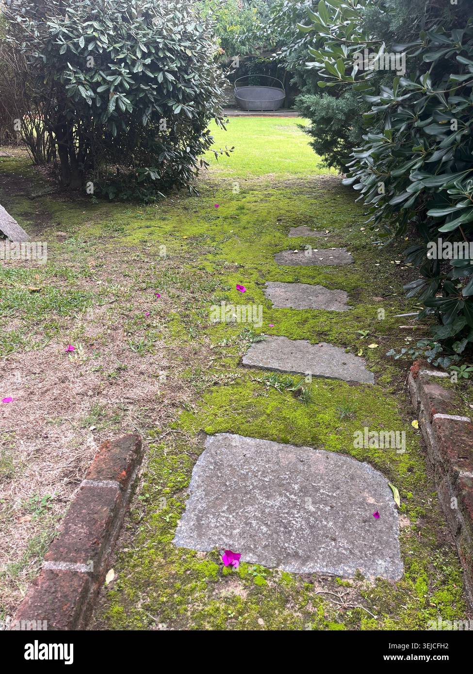 Sentiero in pietra con muschio circondato da siepi di privet in un giardino privato Foto Stock
