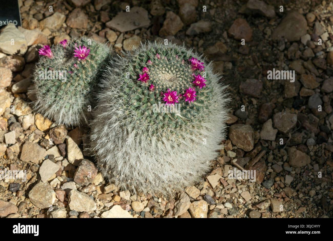 Cacto piuma (Mammillaria plumosa) con spine bianche soffici e fiori rosa magenta che sbocciano in un anello su terreno roccioso in un giardino in Texas, USA Foto Stock