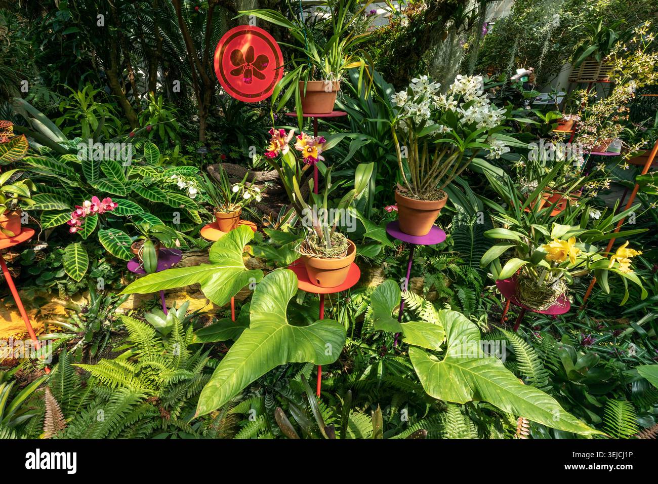 Esposizione di orchidee colorate con pentole di terracotta nel giardino tropicale, nel giardino botanico di San Antonio Texas Foto Stock