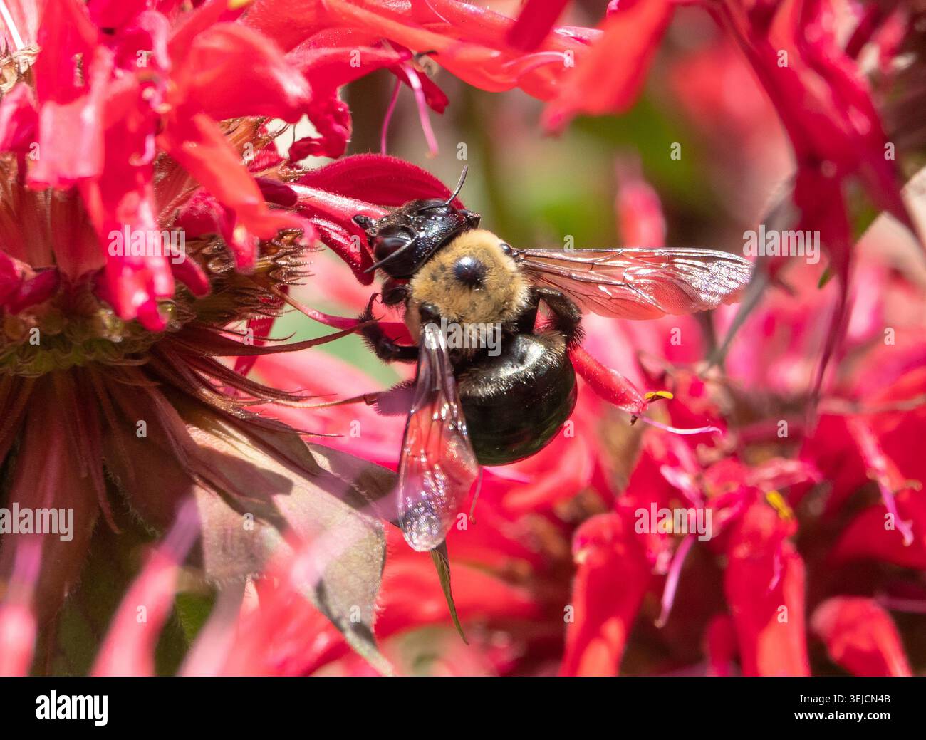 Un bumblebee orientale beve nettare da un fiore di balsamo rosso. Foto Stock