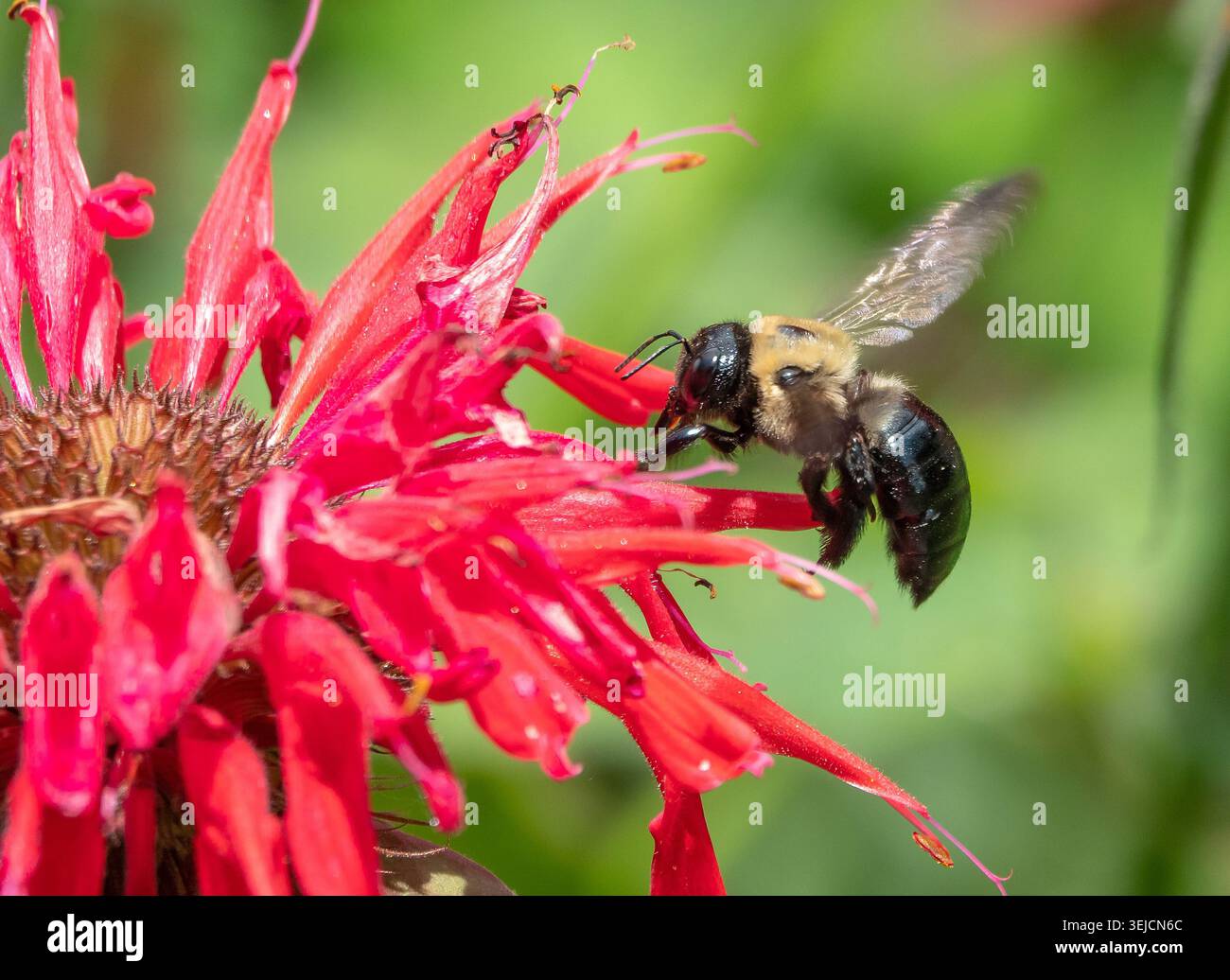 Un bumblebee orientale si aggira vicino a una pianta di balsamo per api rosse. Foto Stock