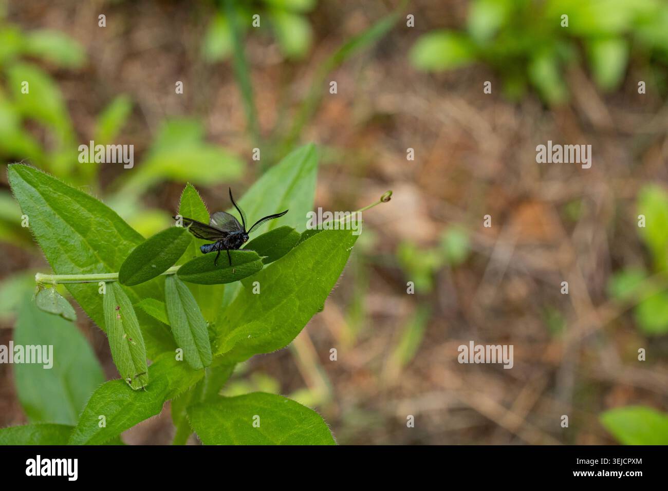 Piuma ornata Moth che riposa su foglia verde nel Natural Forest Habitat Foto Stock