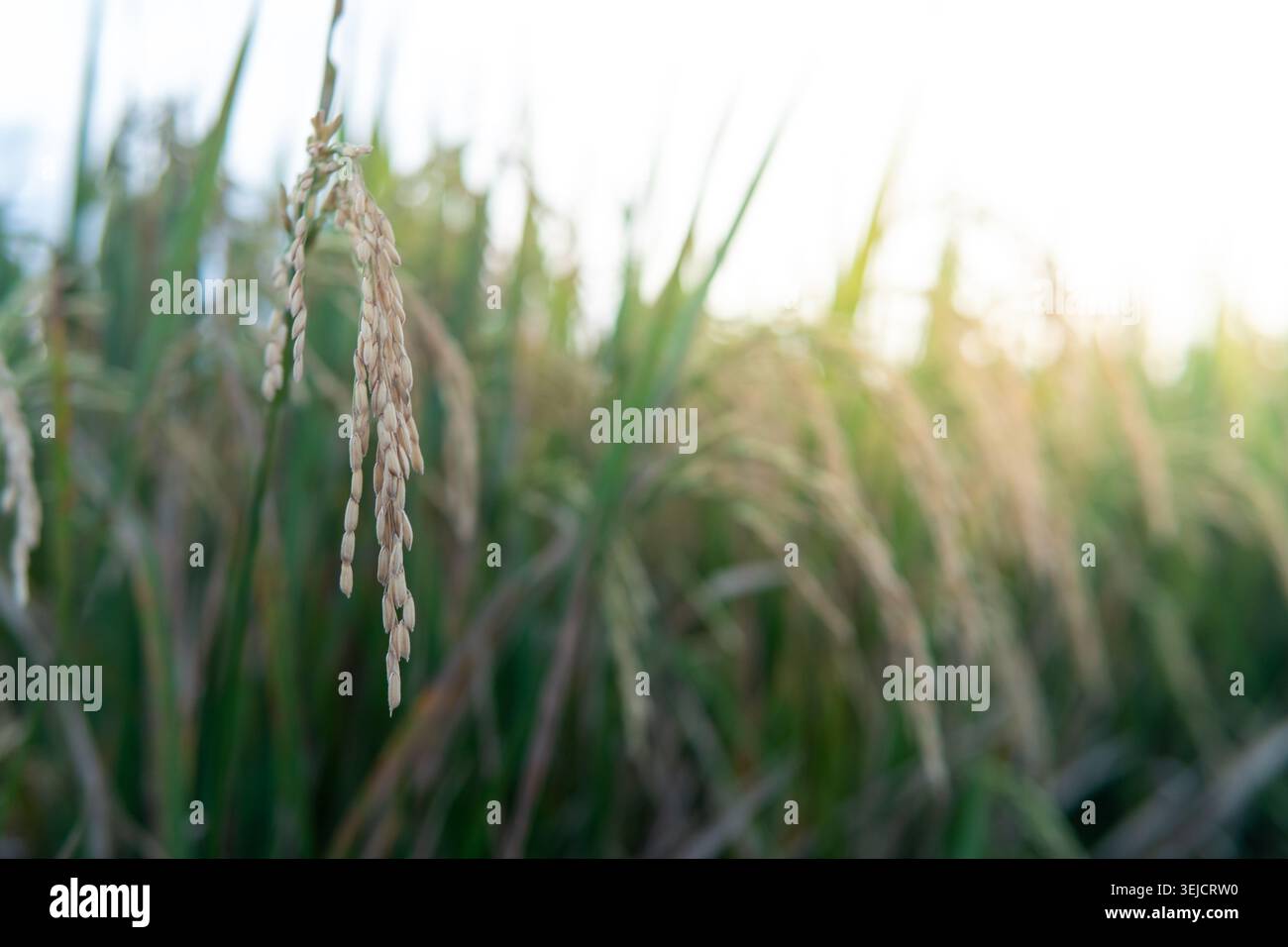 Primo piano di orecchie di riso gialle mature che crescono nei campi agricoli al tramonto Foto Stock