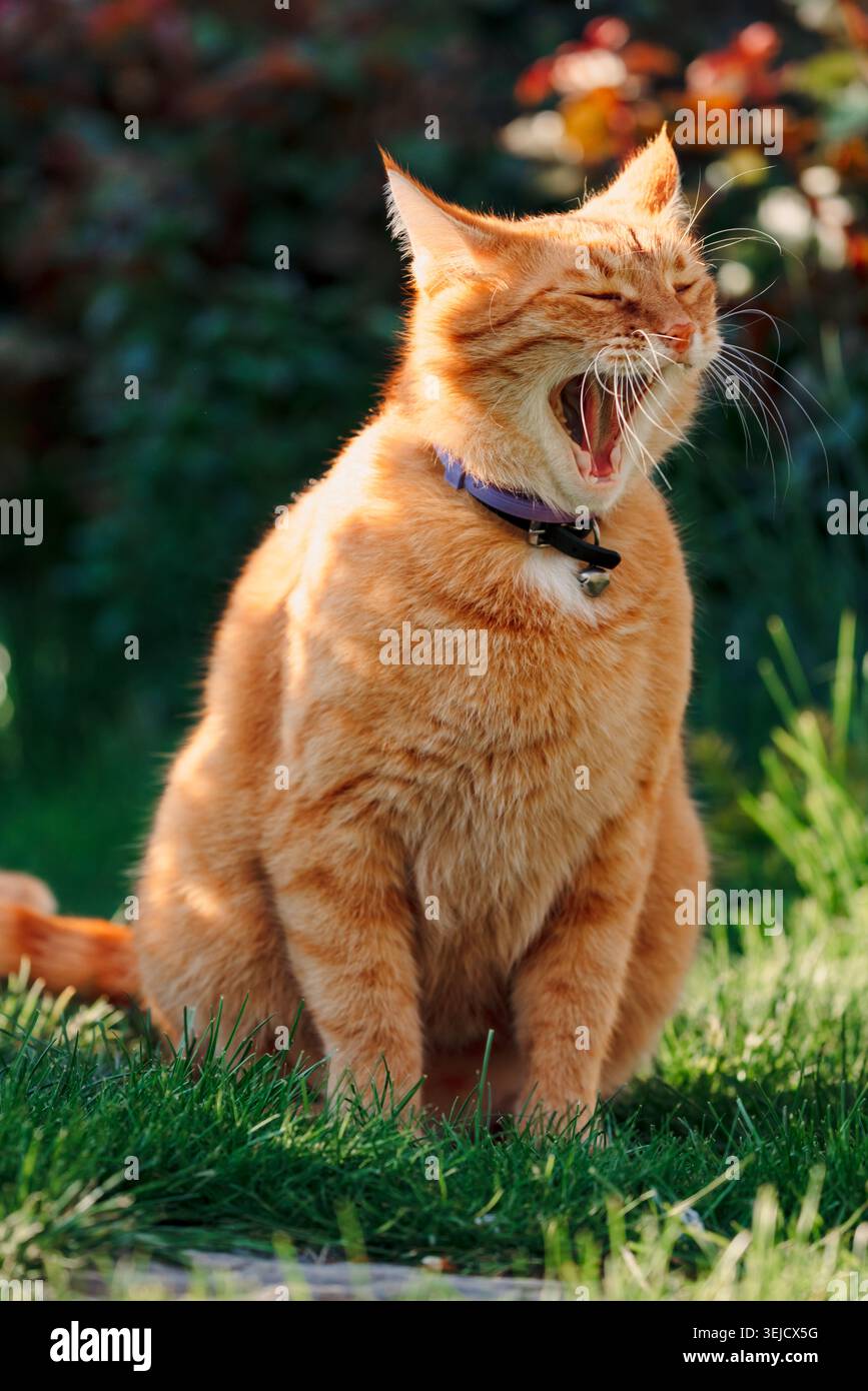Gatto zenzero che sbadiglia alla luce del sole del giardino, ritratto espressivo di animali all'aperto. Foto Stock