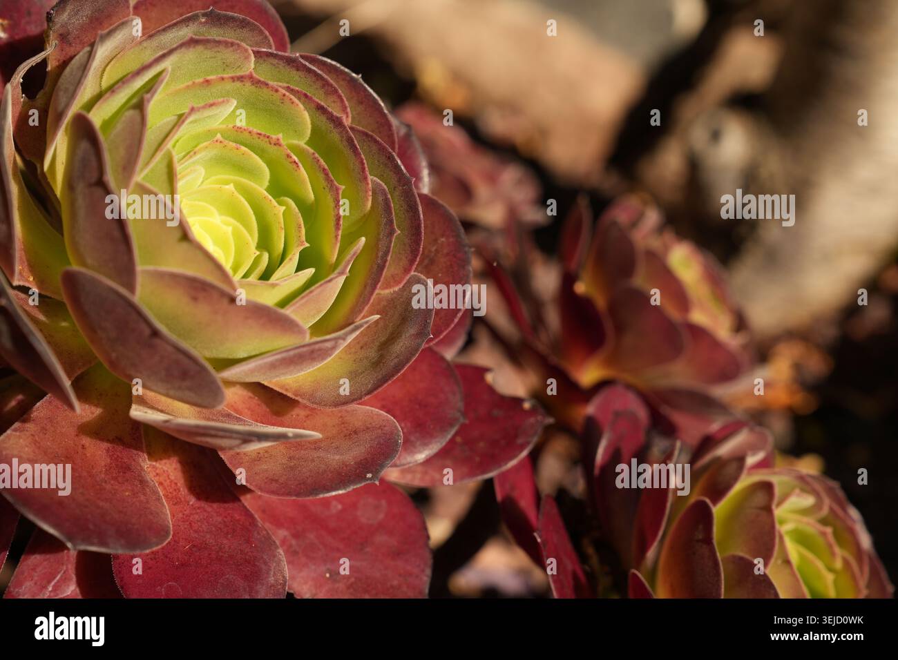 Primo piano di un bejeque rosso, che mostra la sua texture setosa e carnosa. Foto Stock