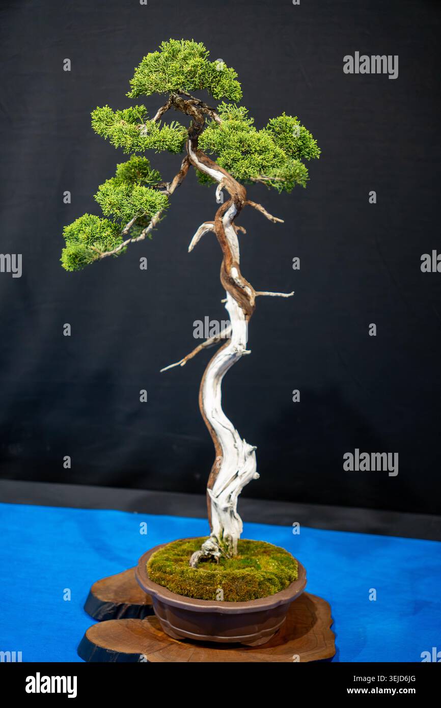 Un albero di bonsai splendidamente realizzato con un tronco ritorto e un lussureggiante fogliame verde esposto su un piedistallo in legno su uno sfondo scuro. Foto Stock