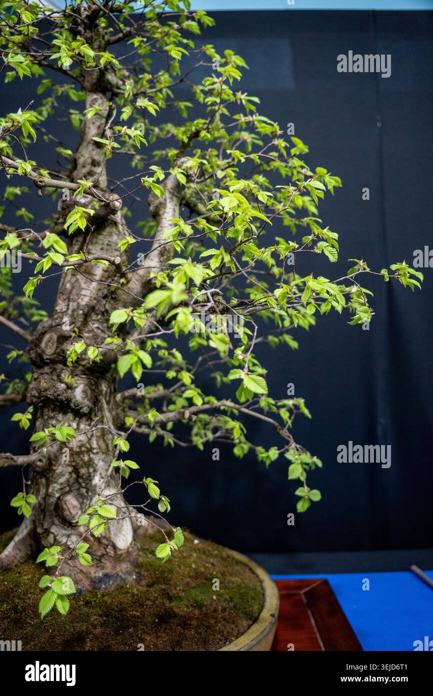 Un albero bonsai meticolosamente realizzato con rami intricati e foglie verdi vivaci in un vaso tradizionale. Foto Stock