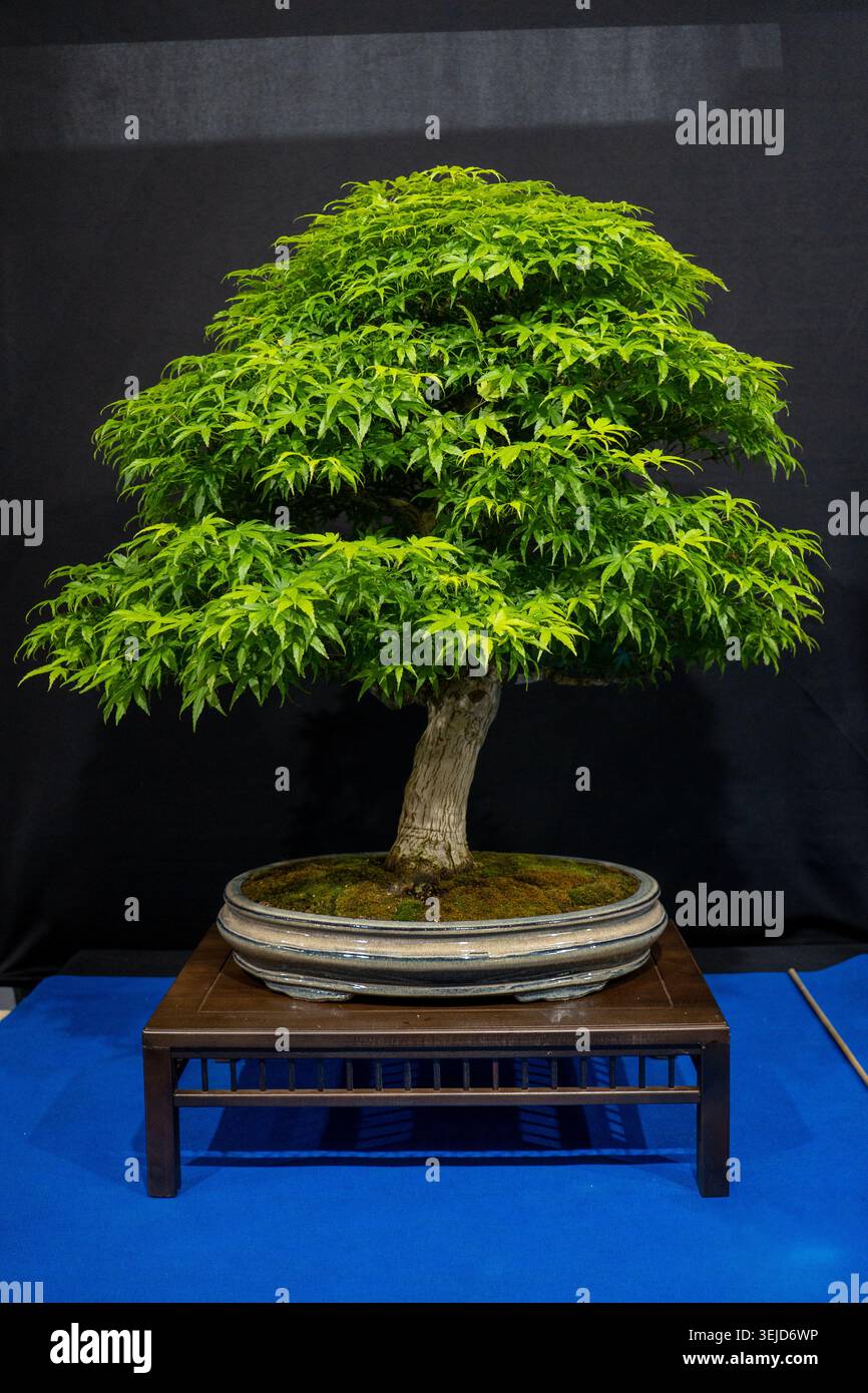 Un albero di bonsai splendidamente mantenuto esposto su un banco di legno con sfondo blu tappezzato. Foto Stock