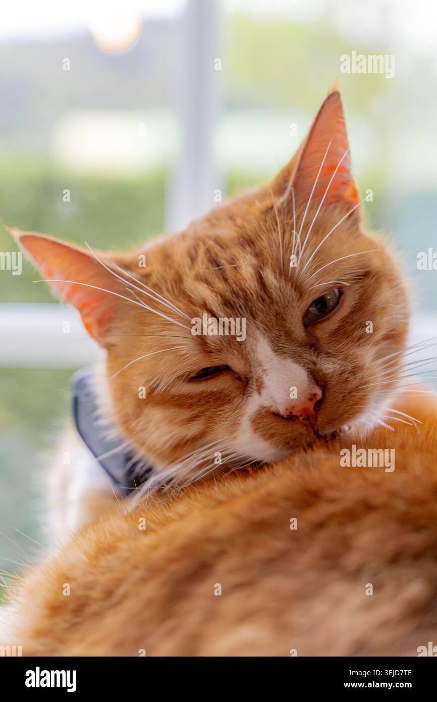 Gatto di zenzero leccare la pelliccia con un occhio che strizza l'occhio Foto Stock