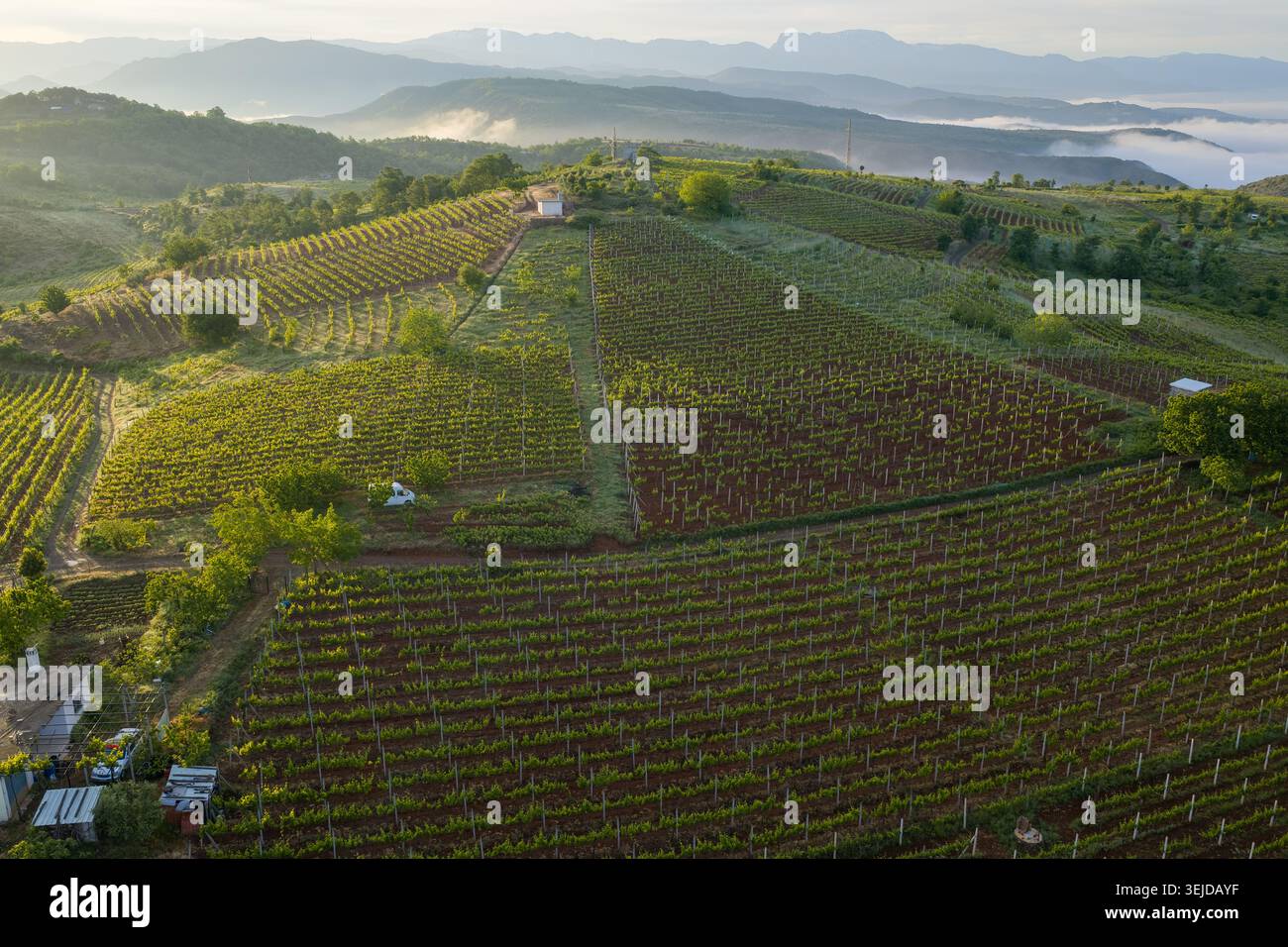 Vista aerea ad alto angolo di filari strutturati di colture di uva e ricco terreno rosso nel villaggio di Bukmira, situato nella regione di Mirdita dell'Albania settentrionale. Foto Stock