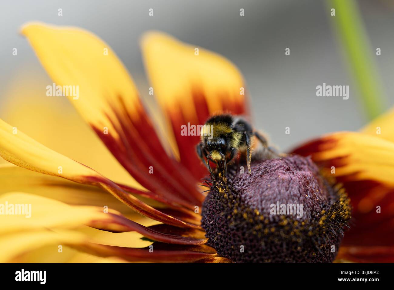 Bumblebee con le gambe soffici ricoperte di polline si siede sul fiore di rudbeckia per raccogliere il nettare dolce Foto Stock