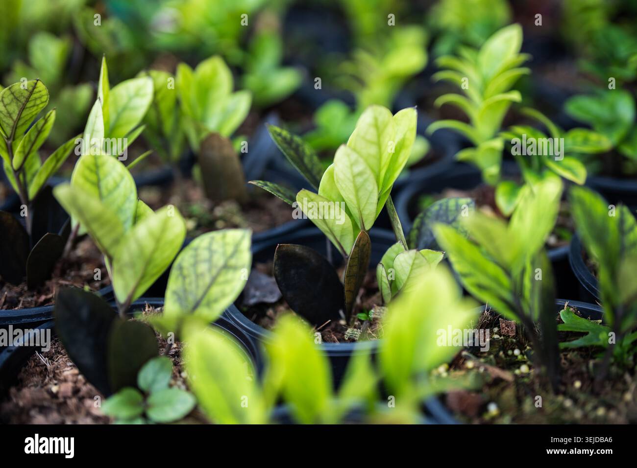 Al mercato dei fiori da giardinaggio viene venduta una vasta selezione di vasi di plastica con giovani piantine di Zamioculcas. Foto Stock