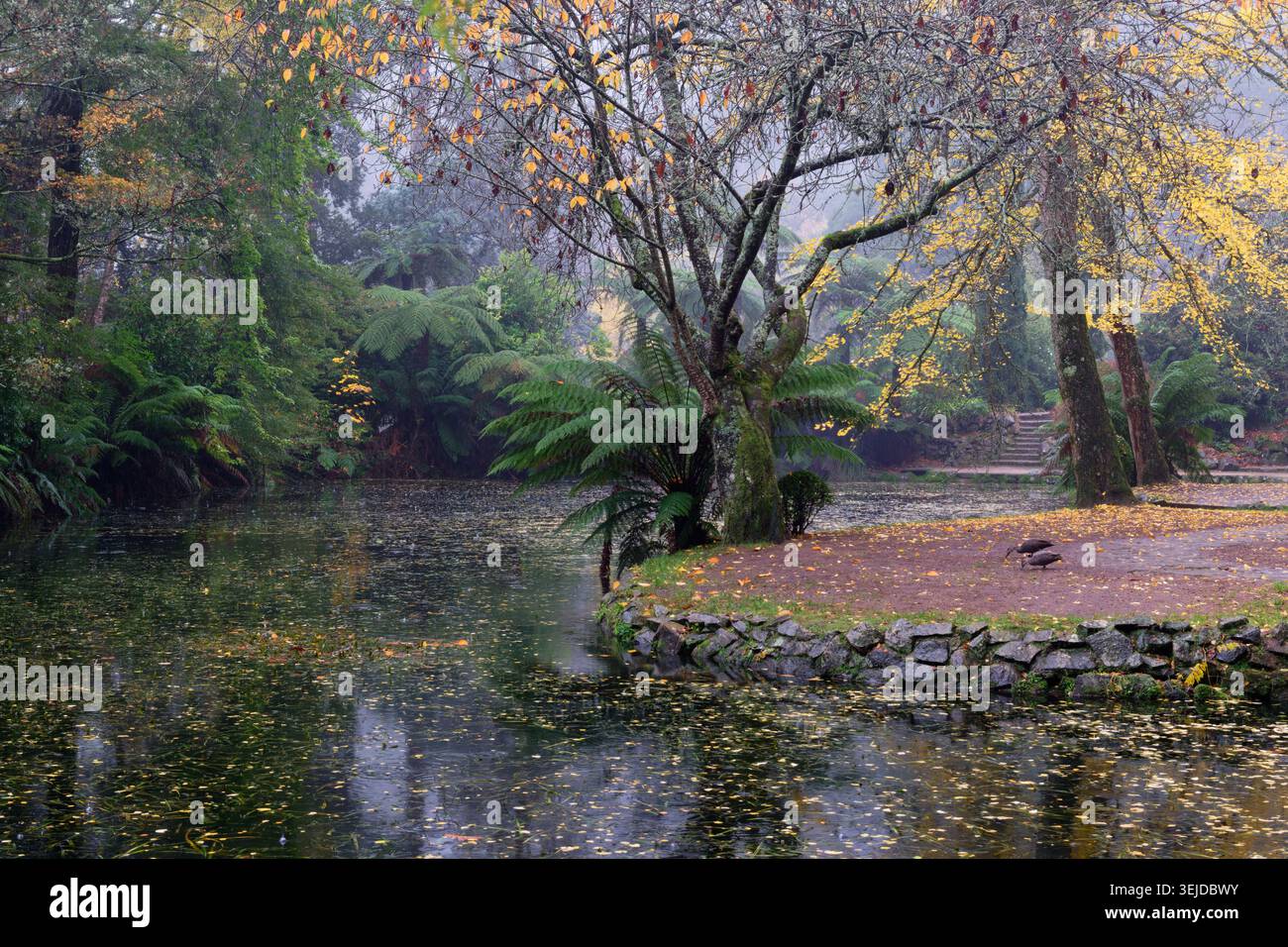 Lago autunnale nella pioggia Foto Stock