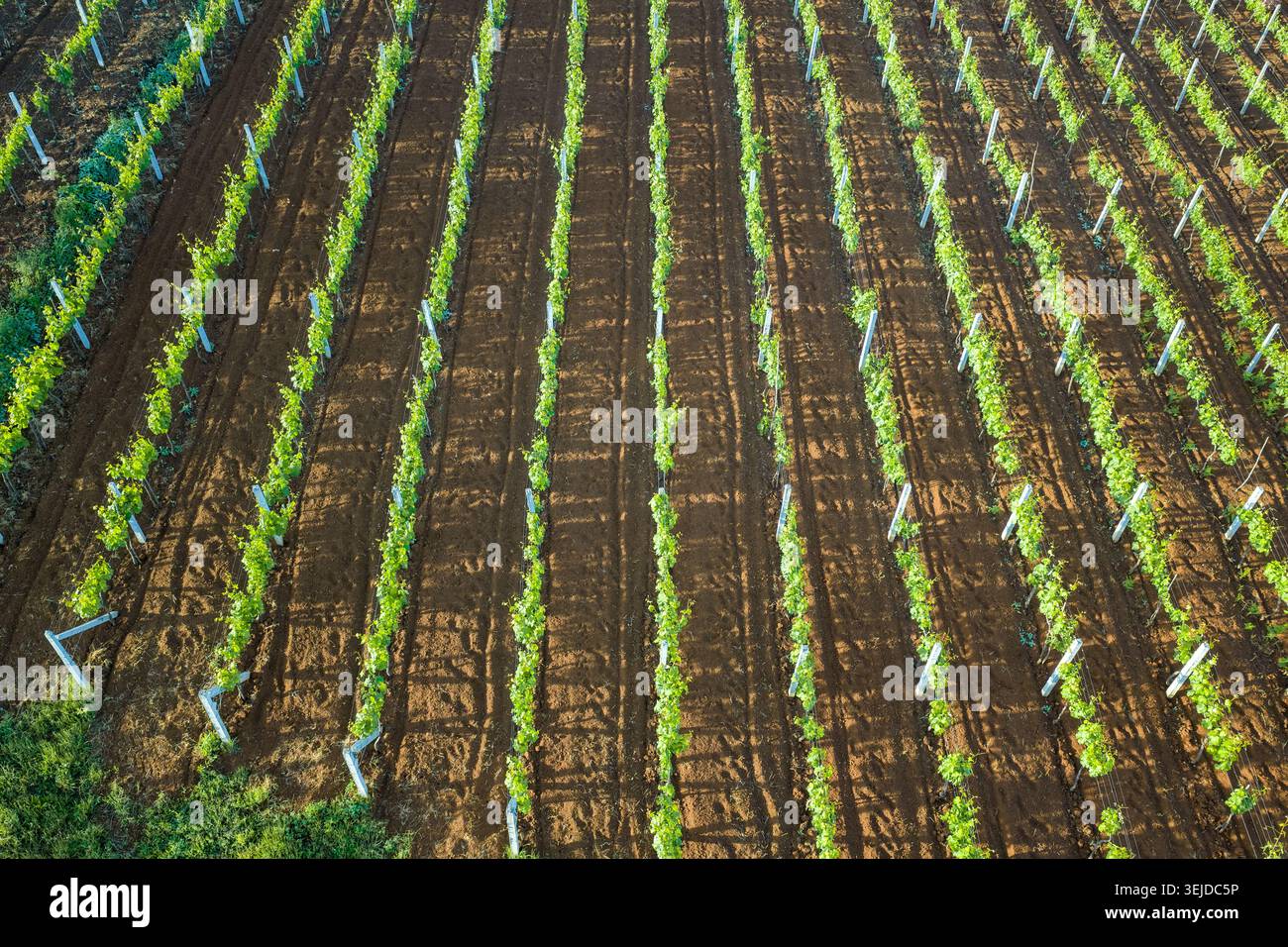 Immagine aerea di filari di vite verdi strutturati e terreno rosso appena coltivato nel villaggio di Bukmira, Albania settentrionale. Foto Stock