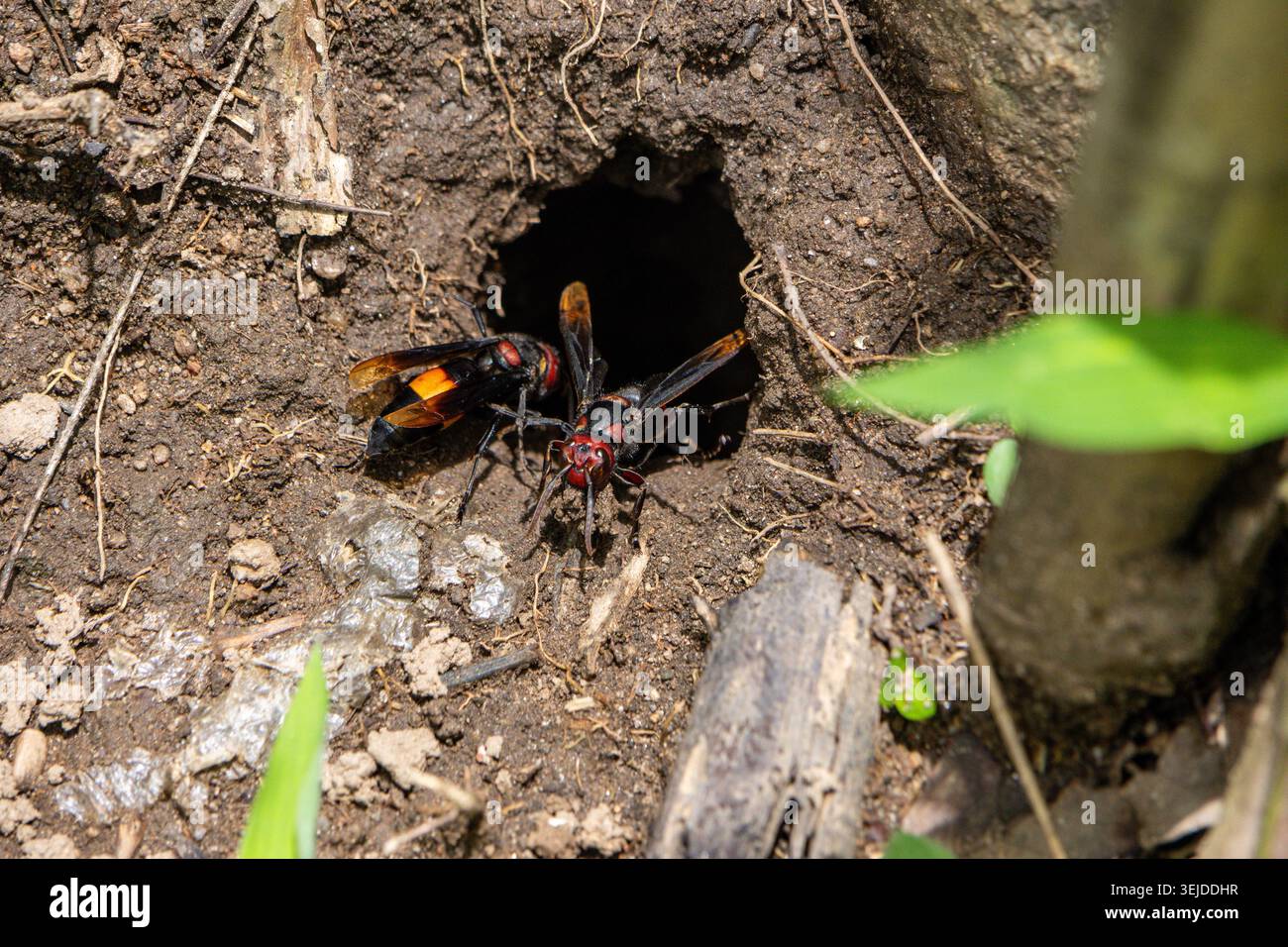 Grandi insetti attivi di vespa e calabrone che esplorano il buco oscuro nidificano in terreni sterrati, presentando una natura intimidatoria con un aggressivo istinto di sopravvivenza selvaggia Foto Stock