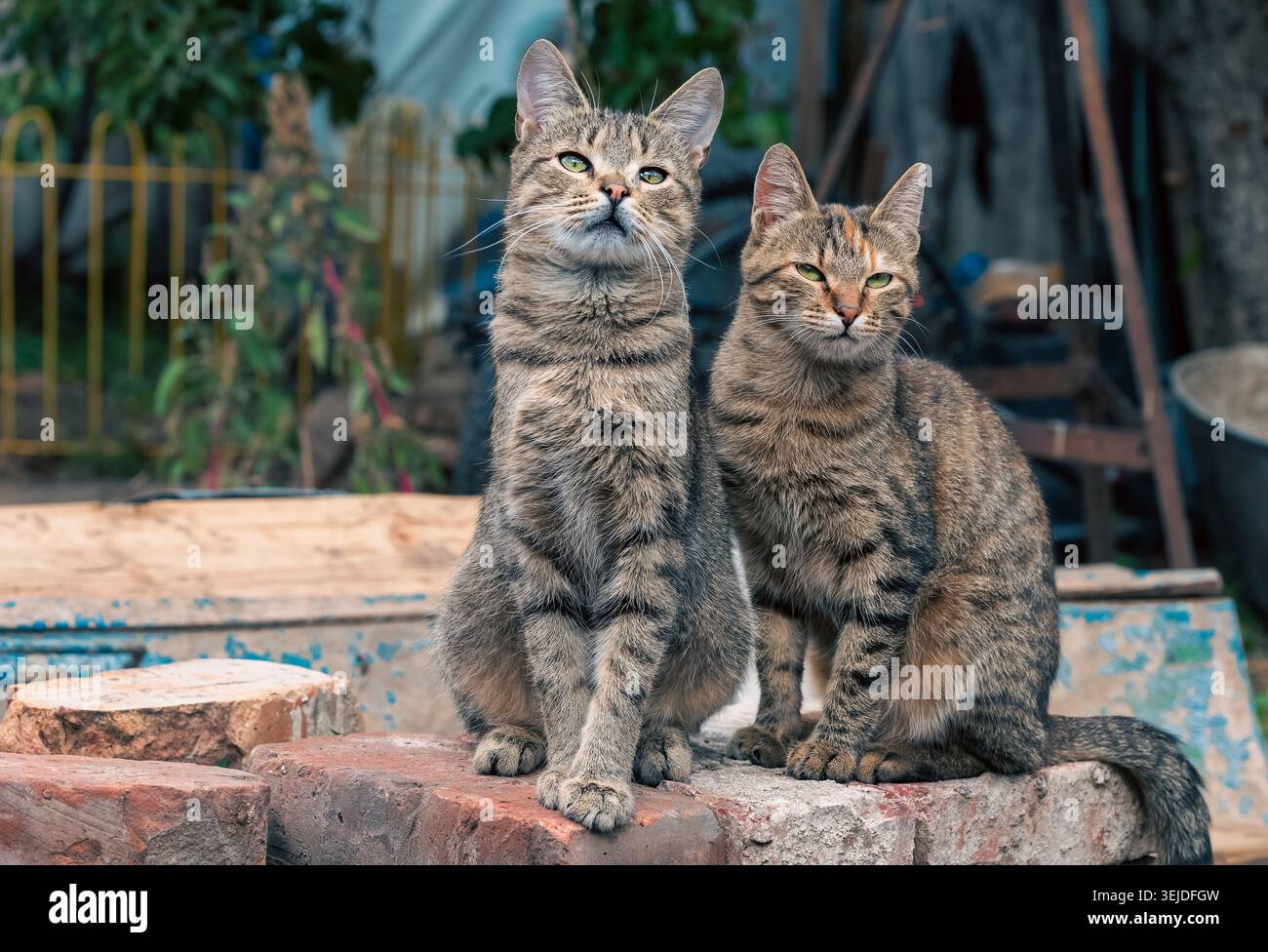 Due gatti randagi seduti su mattoni Foto Stock