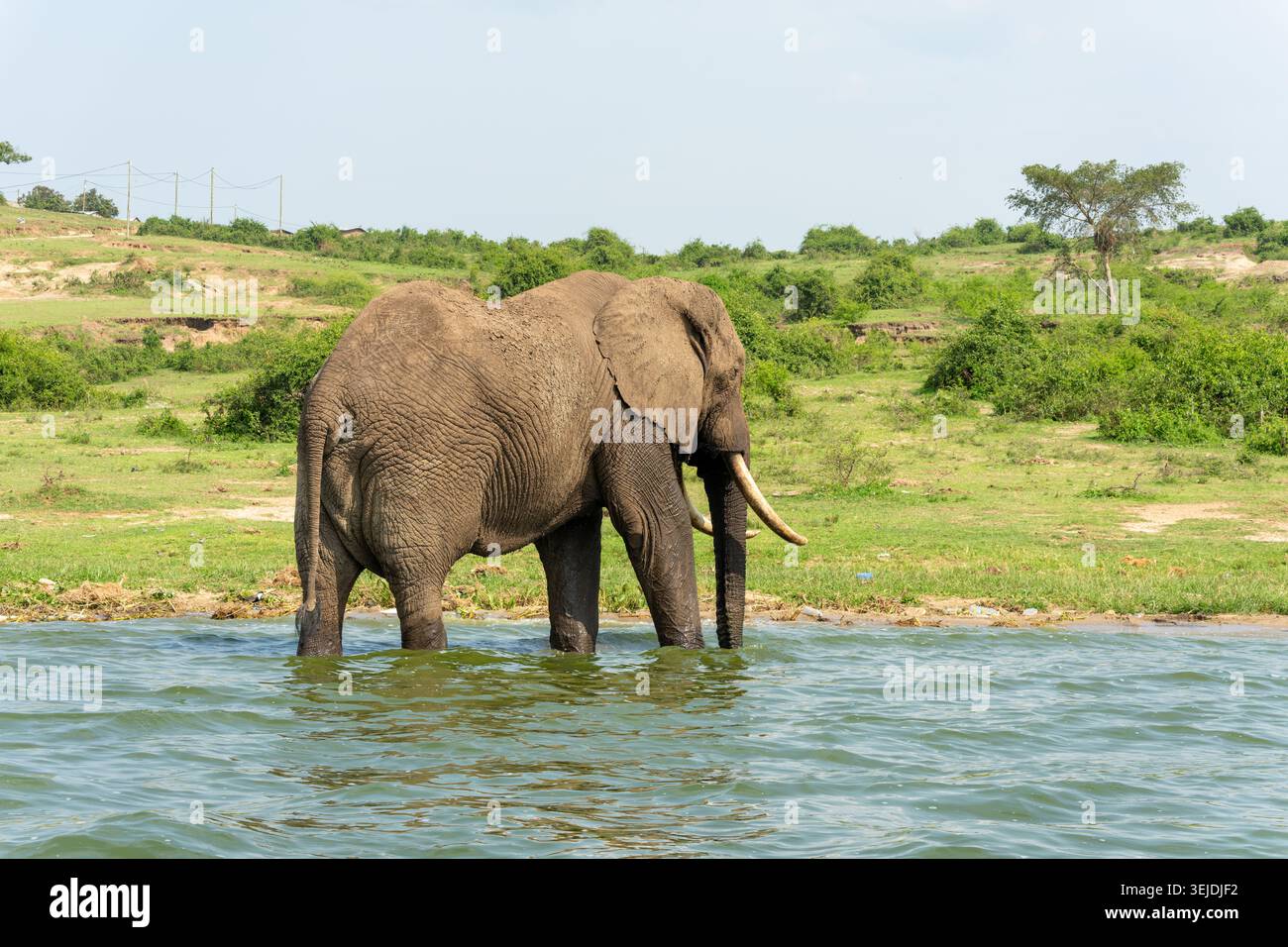 Potente elefante africano (Loxodonta africana) in piedi nelle acque del canale di Kazinga con sponde erbose verdi sullo sfondo e una grande zuppa Foto Stock