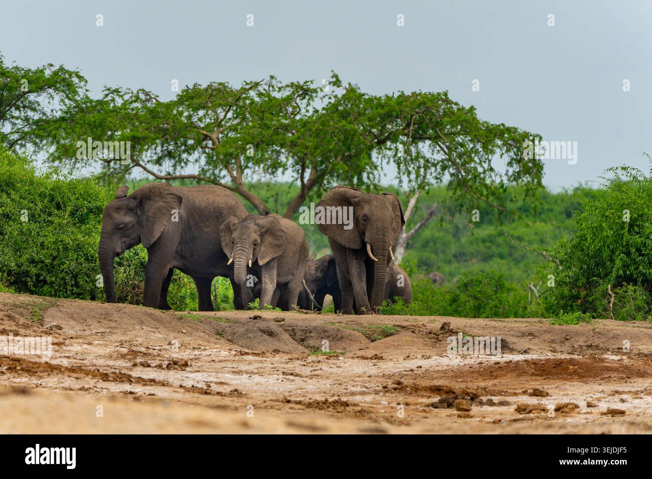Elefanti africani, compresi adulti e giovani vitelli, sono in piedi su un'altura polverosa con vegetazione verde sullo sfondo, una scena comune nel wildli Foto Stock