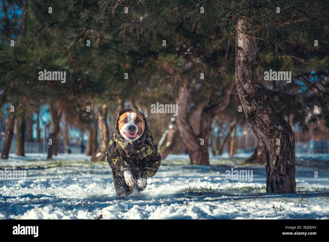 Cane adulto della razza Pit Bull terrier che salta in un parco invernale sollevando vortici di neve Foto Stock