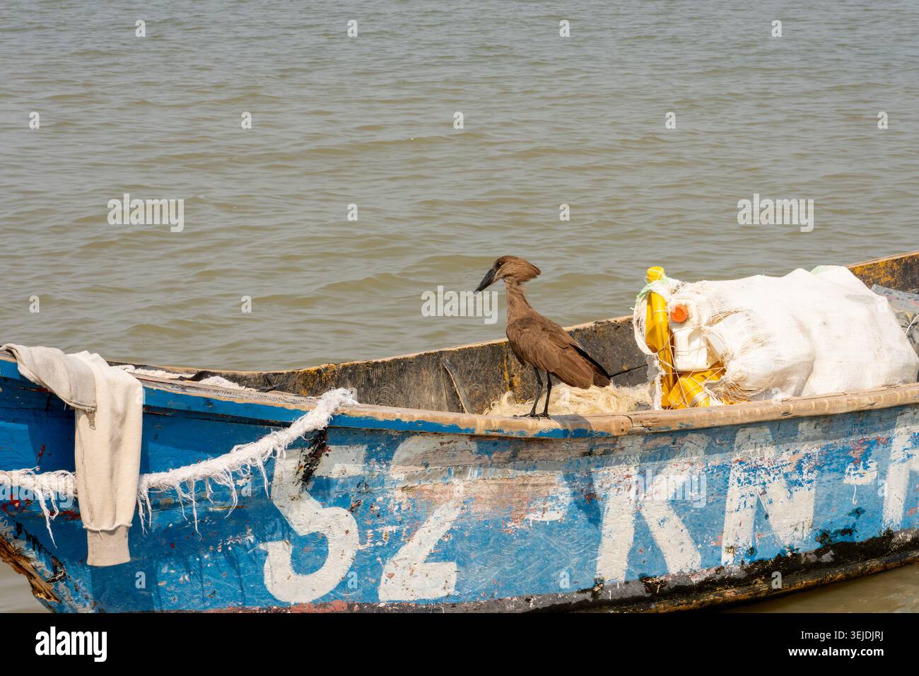 Uccello Hamerkop appollaiato sul bordo di una vecchia barca di legno blu piena di borse e corde, che riflette la convivenza della fauna selvatica con il tradizionale lak Foto Stock