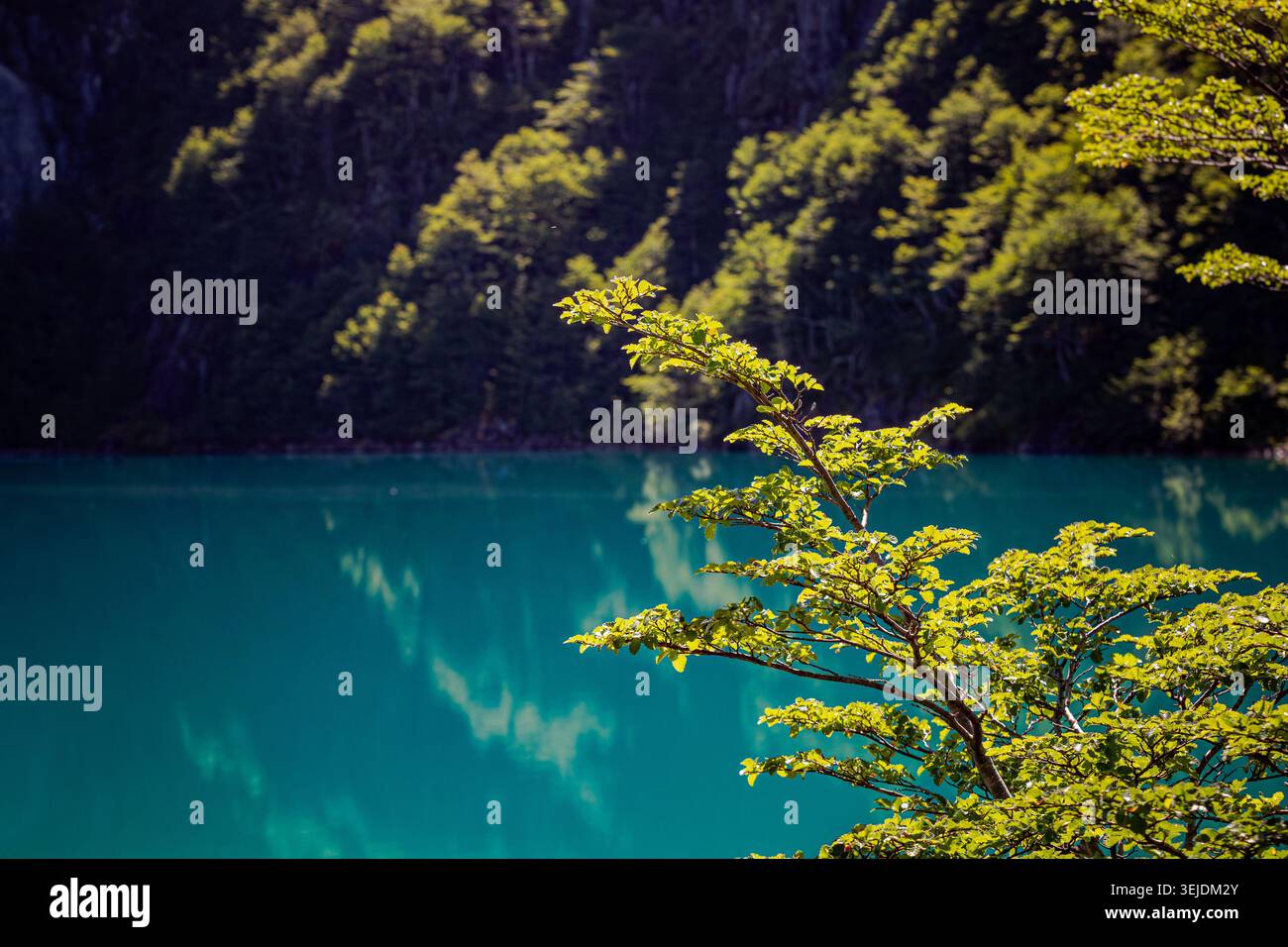 Foglie verdi illuminate dal sole che si affacciano su un lago alpino turchese Foto Stock