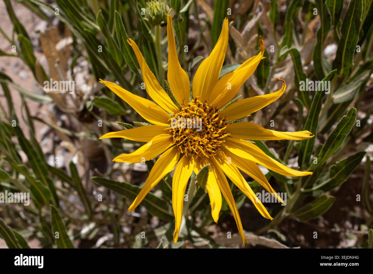 Fiore selvatico del deserto giallo in primo piano Foto Stock