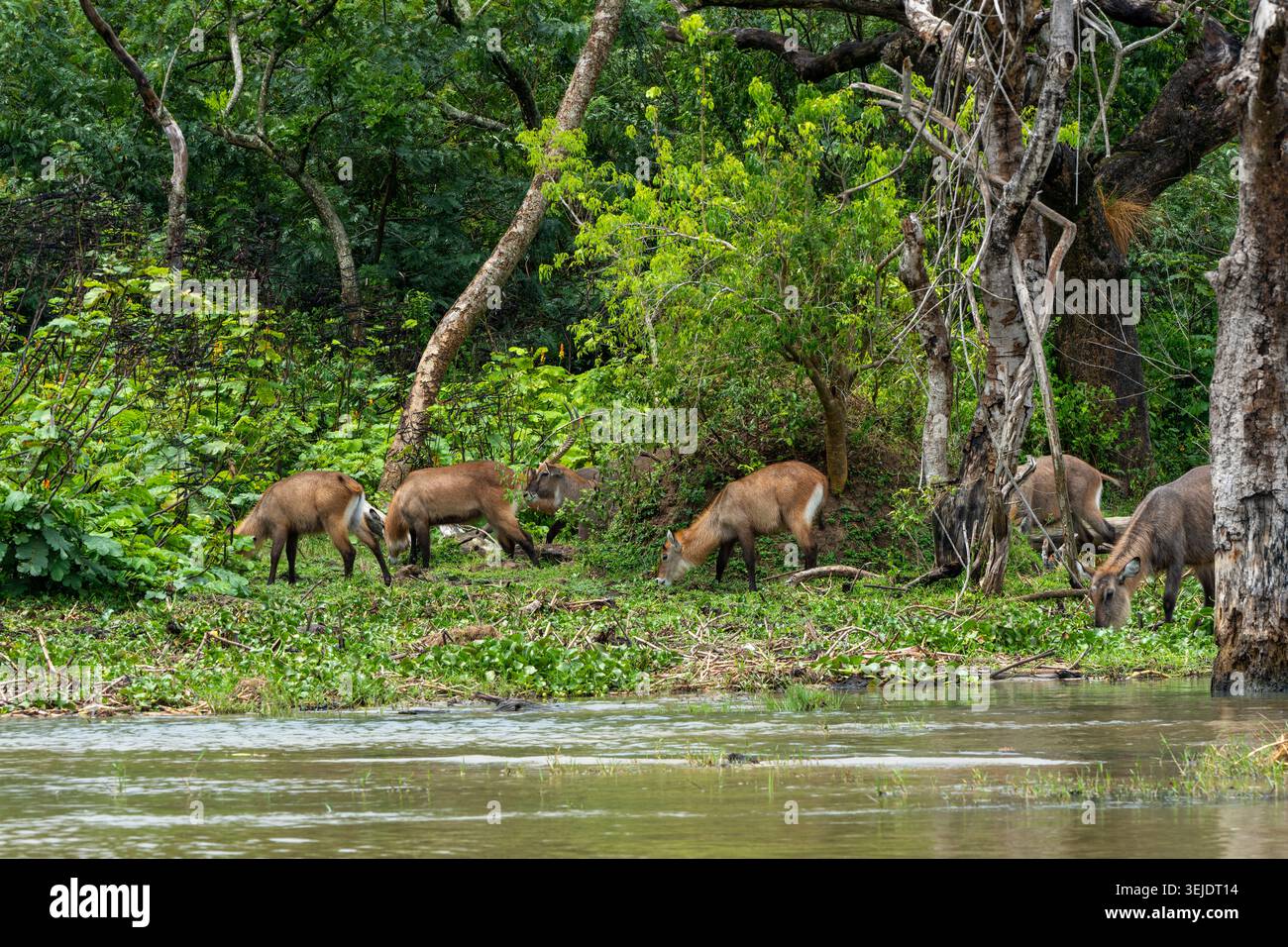 Una mandria di merluzzi d'acqua (Kobus ellipsiprymnus) che pascolano ai margini di un fiume o di un lago calmo, circondati da fitte foglie verdi e alberi che riflettono il pe Foto Stock