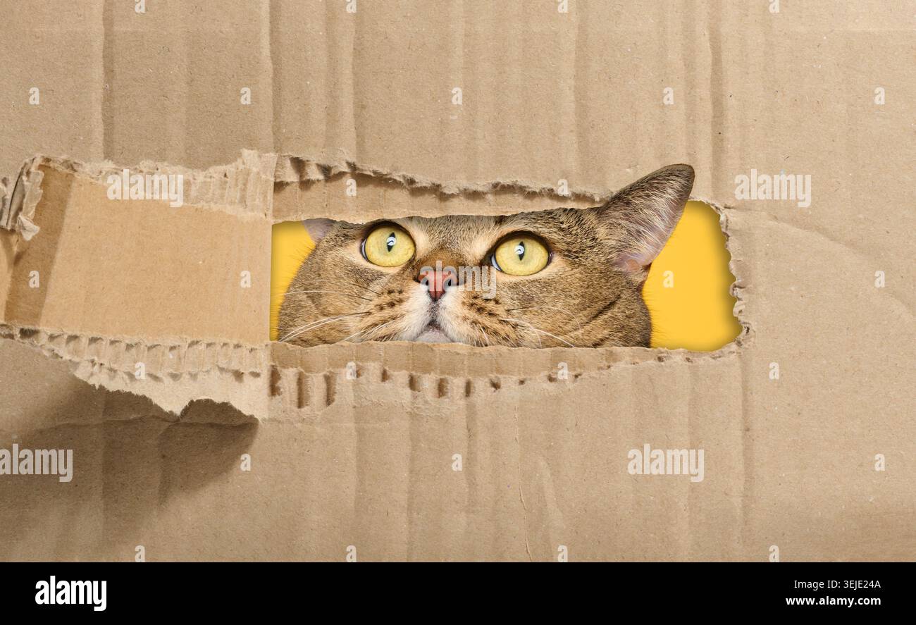 La museruola di un gatto grigio dalle orecchie dritte sporge da un foro lacerato in carta marrone, guardando verso l'alto Foto Stock