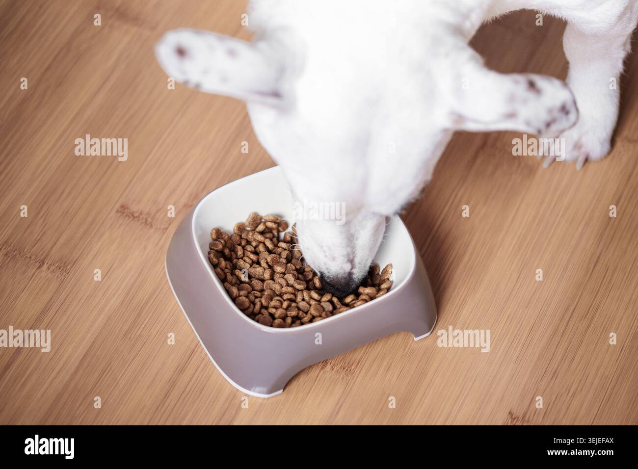 Un cane bianco mangia cibo secco da una ciotola Foto Stock