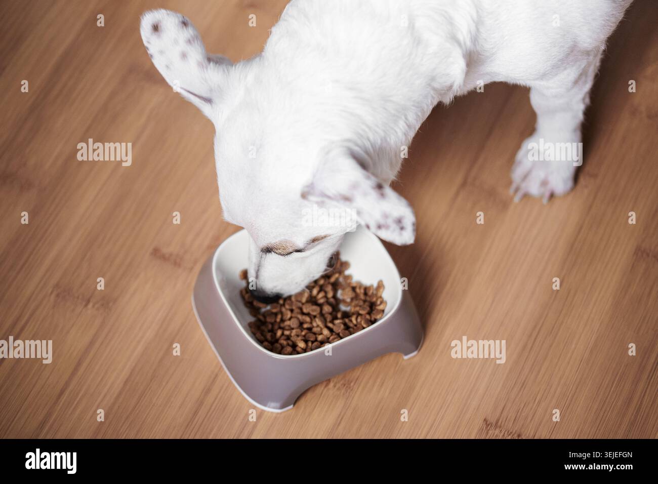 Un cane bianco mangia cibo secco da una ciotola Foto Stock