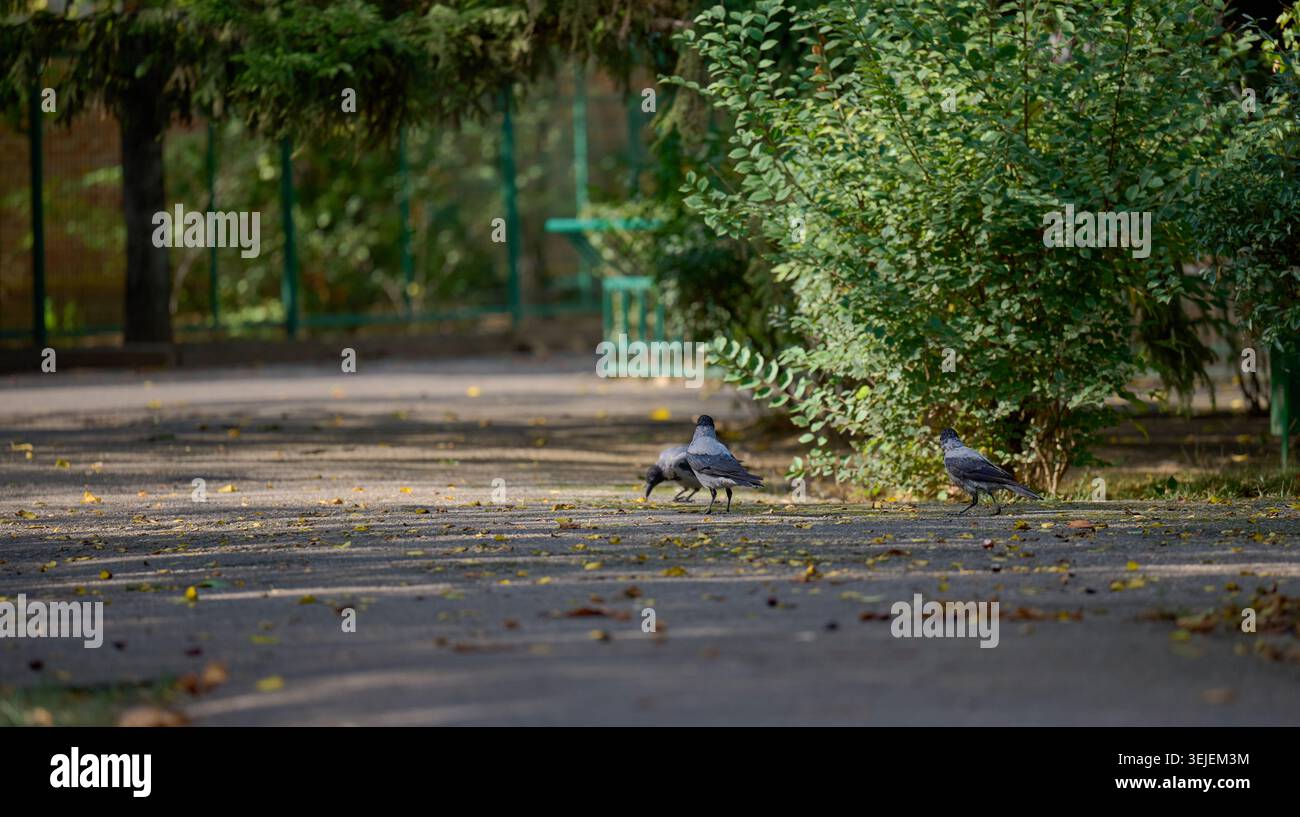 Tre corvi grigi sono su un sentiero lastricato in un parco Foto Stock