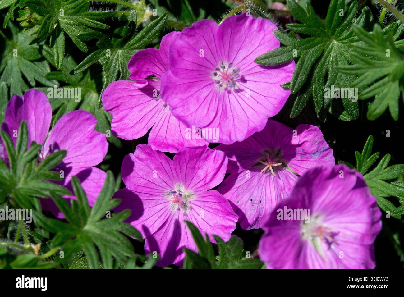 Primo piano di fiori rosa con venature più scure di Bloody Cranesbill Geranium sanguineum "John Elsley" Foto Stock