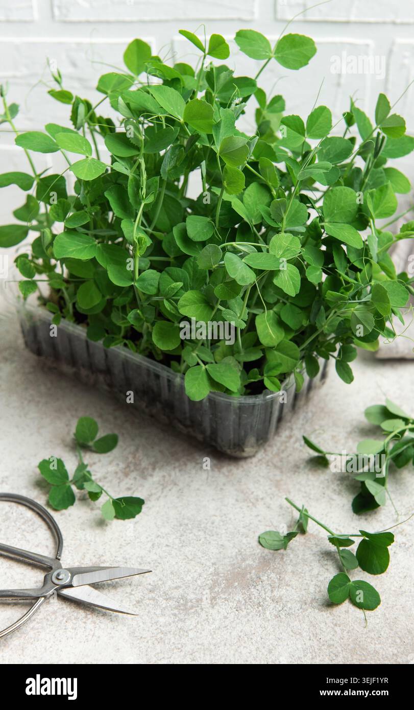 Germogli di pisello verde freschi in un contenitore di plastica Foto Stock