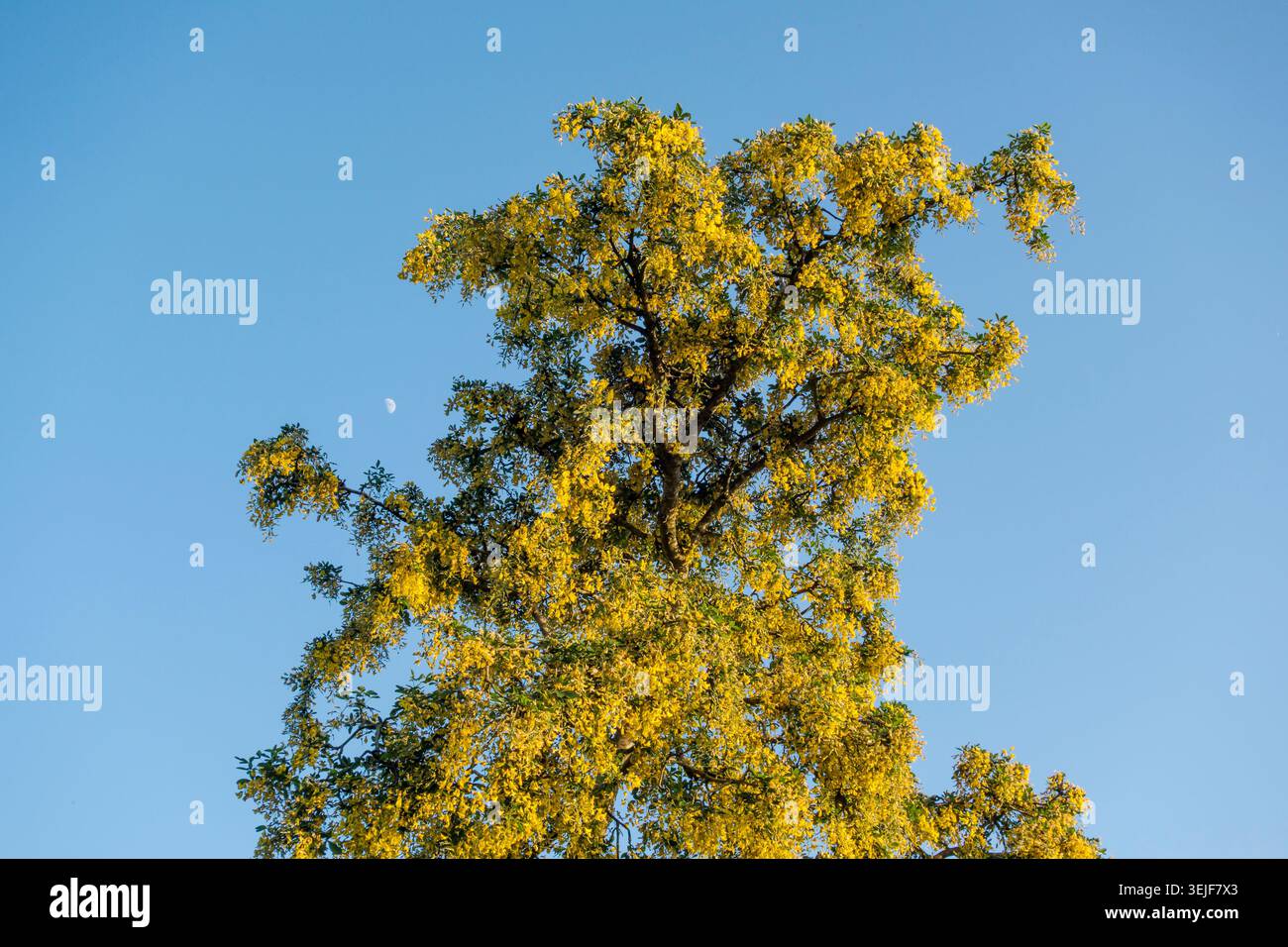 Un albero laburno in fiore pieno, visto contro un cielo sereno azzurro con una mezza luna dietro (UK) Foto Stock